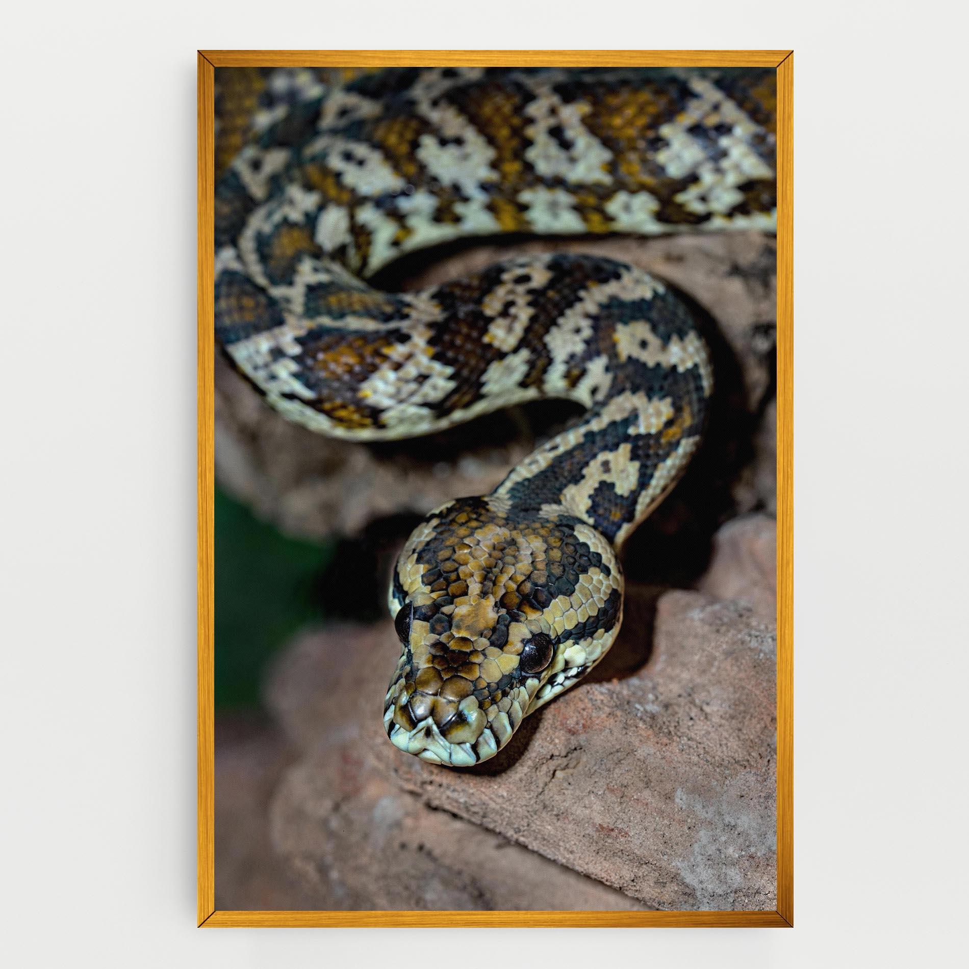 Vászonkép King Snake mockup 0