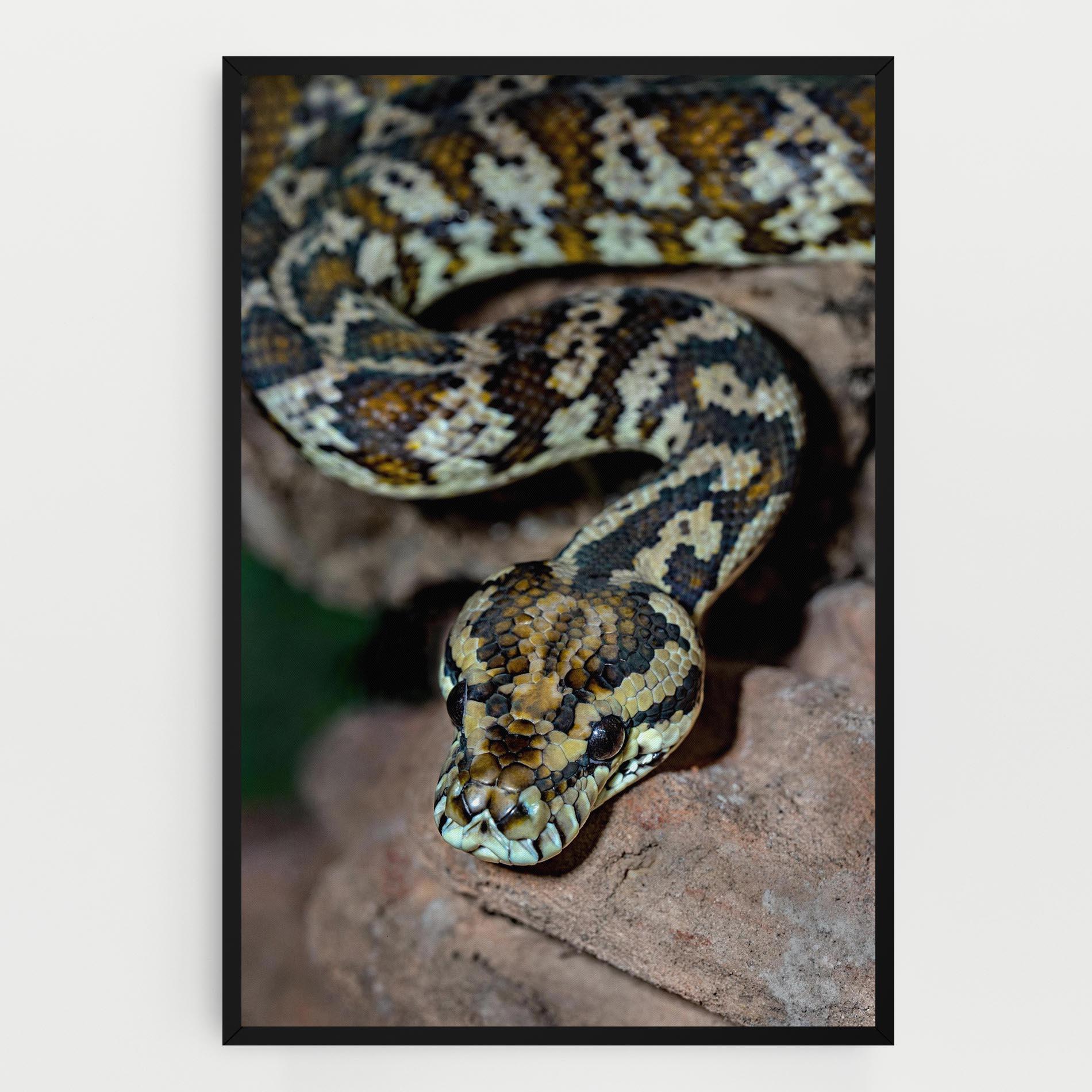 Vászonkép King Snake mockup 0