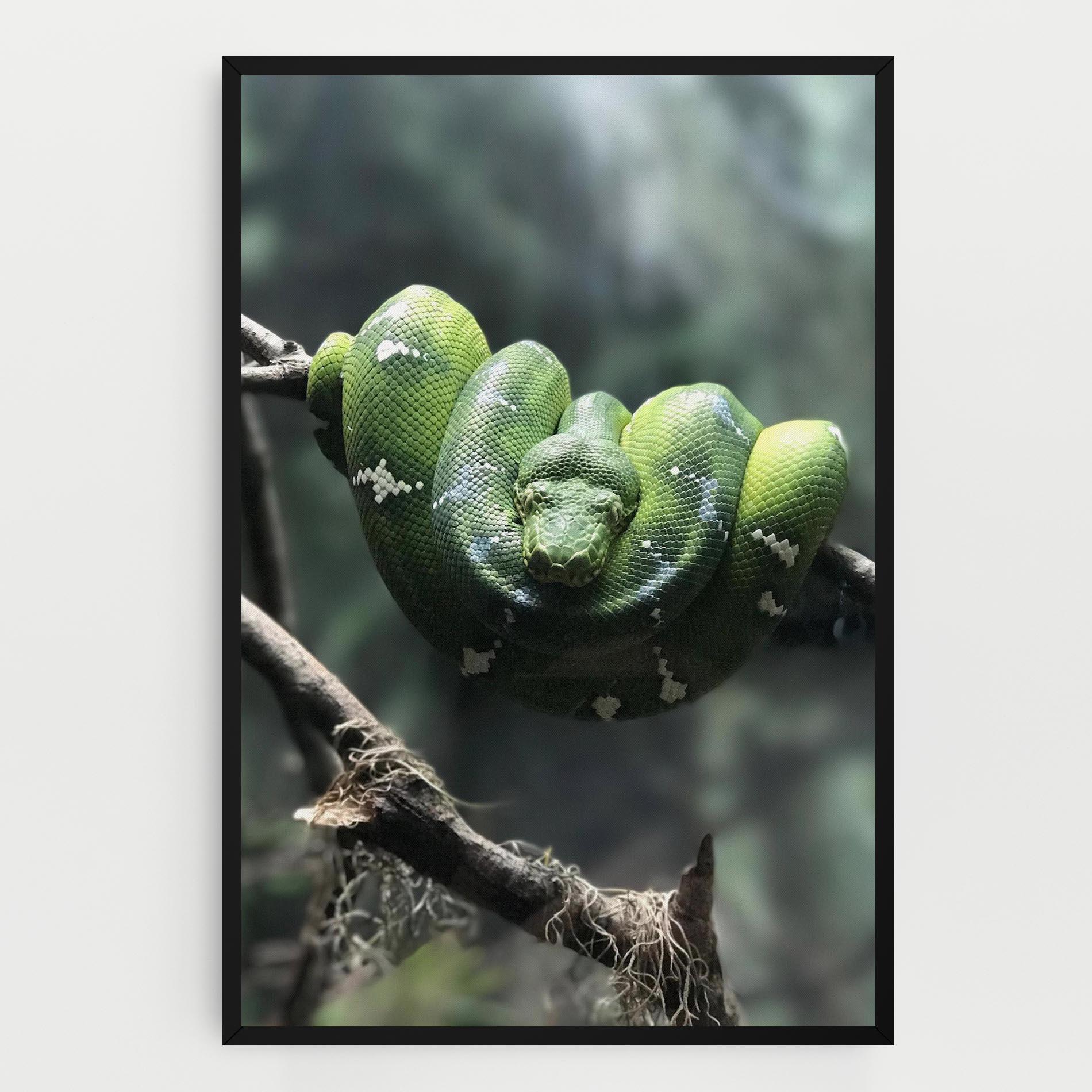 Vászonkép Sleepy Snake mockup 0