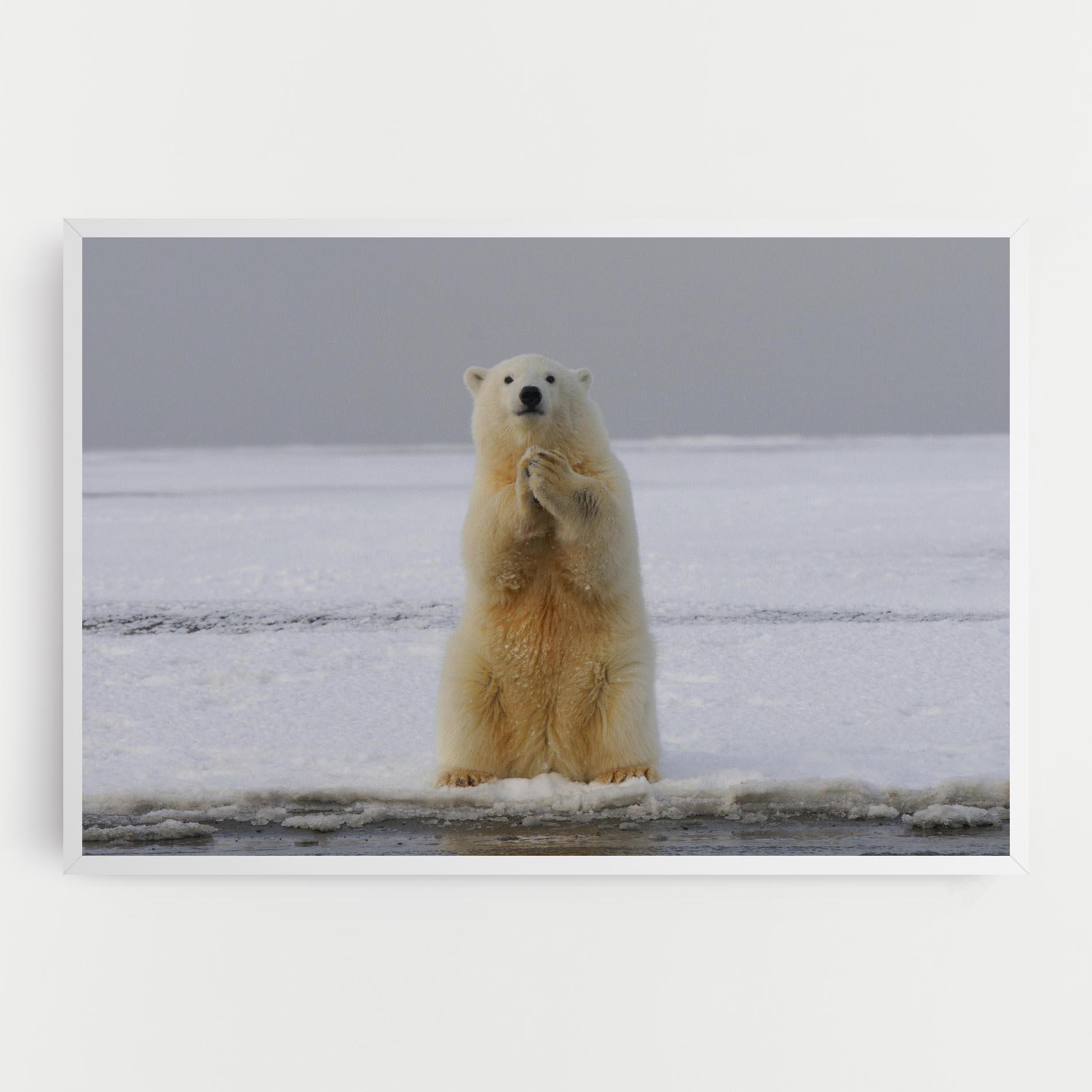 Vászonkép Icebear Praying mockup 0