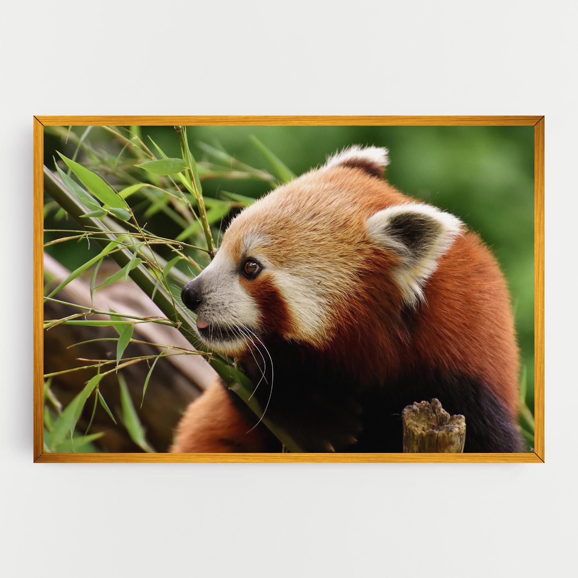 Vászonkép Cute Red Panda mockup 0