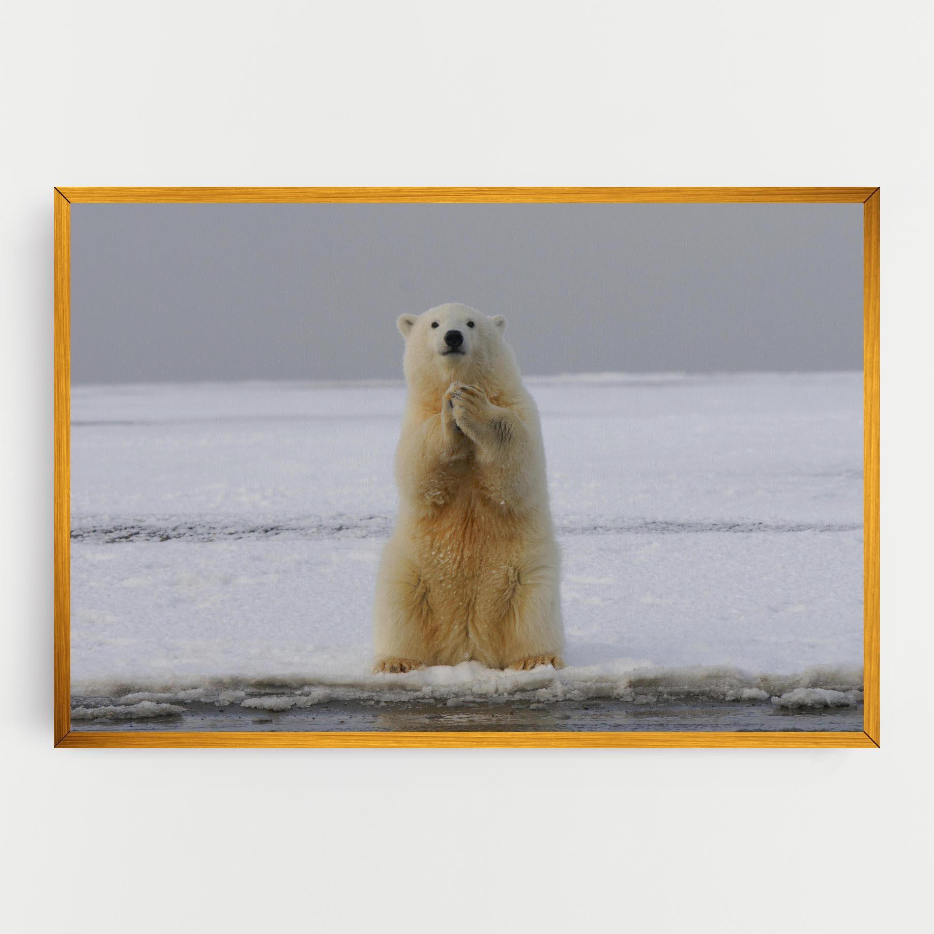 Vászonkép Icebear Praying mockup 0