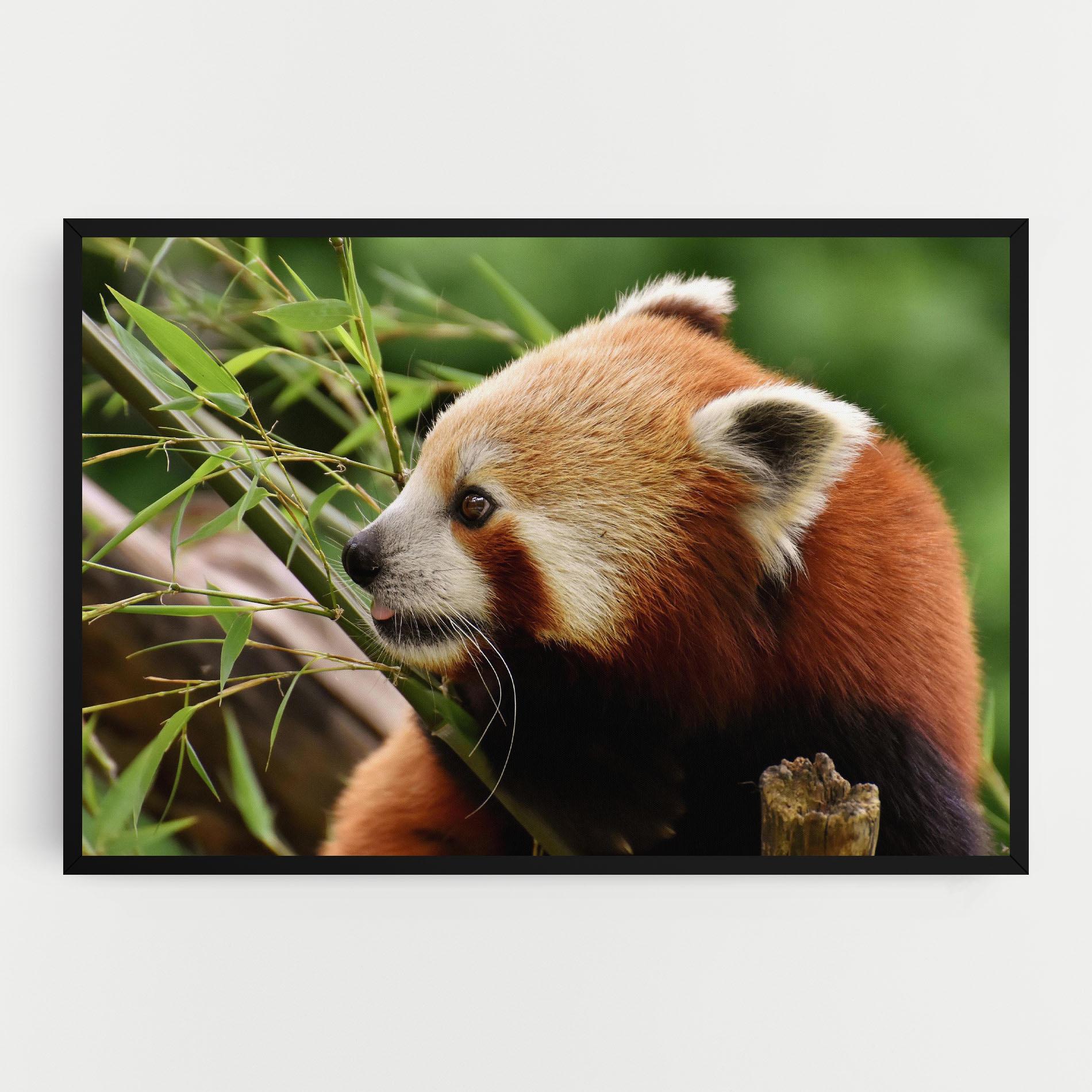Vászonkép Cute Red Panda mockup 0