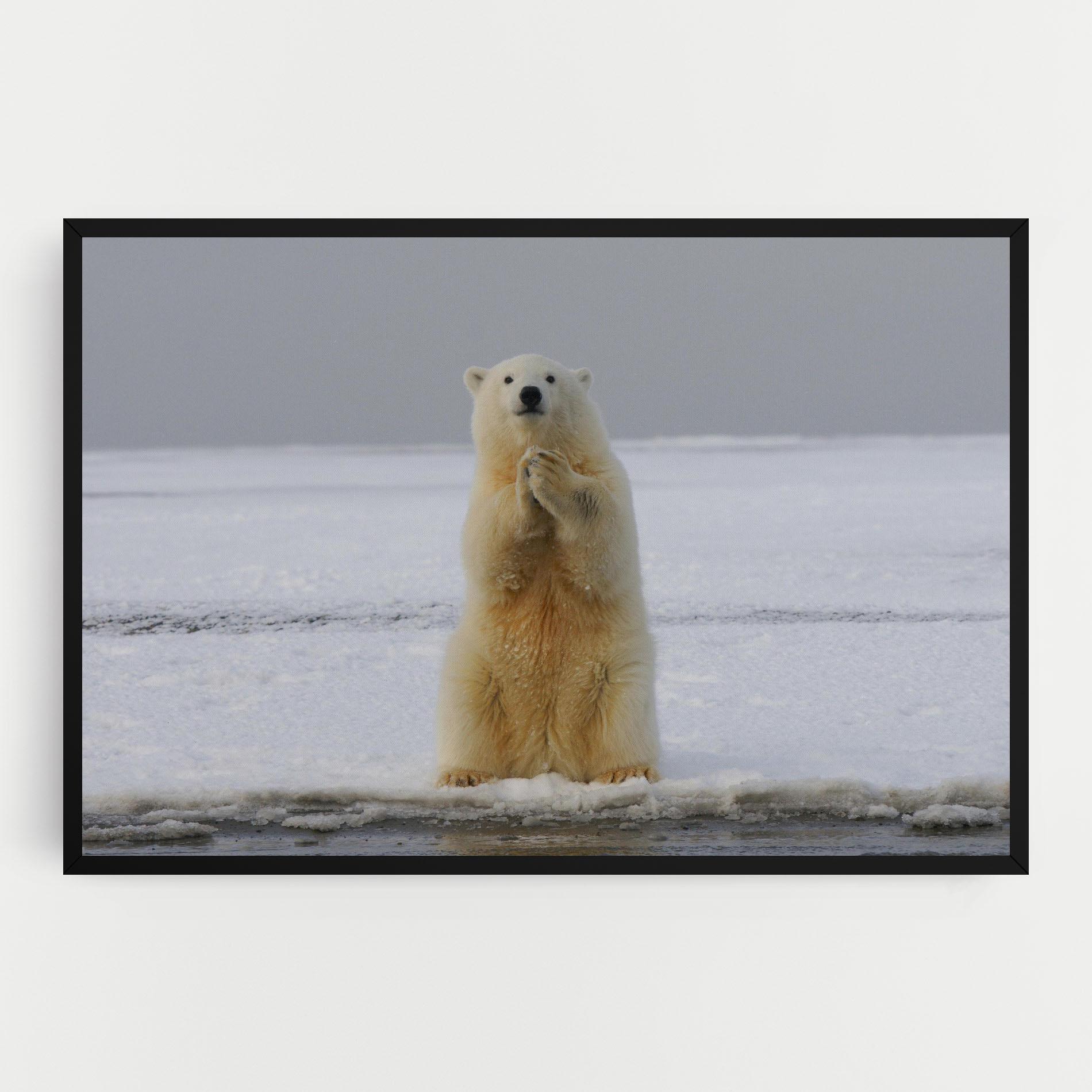 Vászonkép Icebear Praying mockup 0