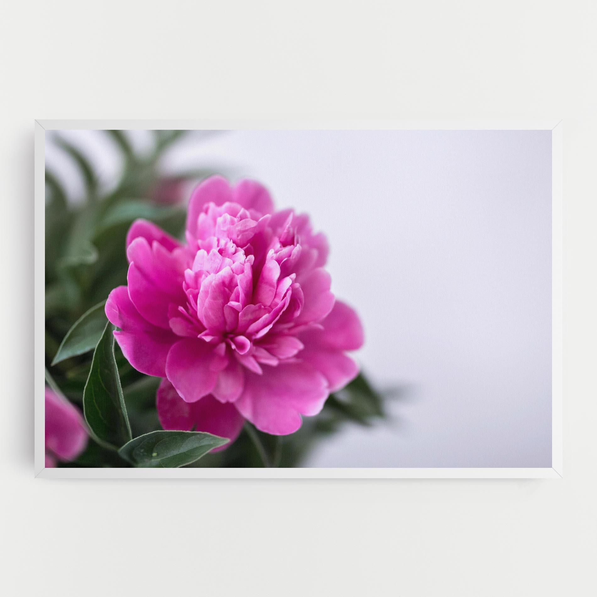 Vászonkép Dark Pink Peony mockup 0