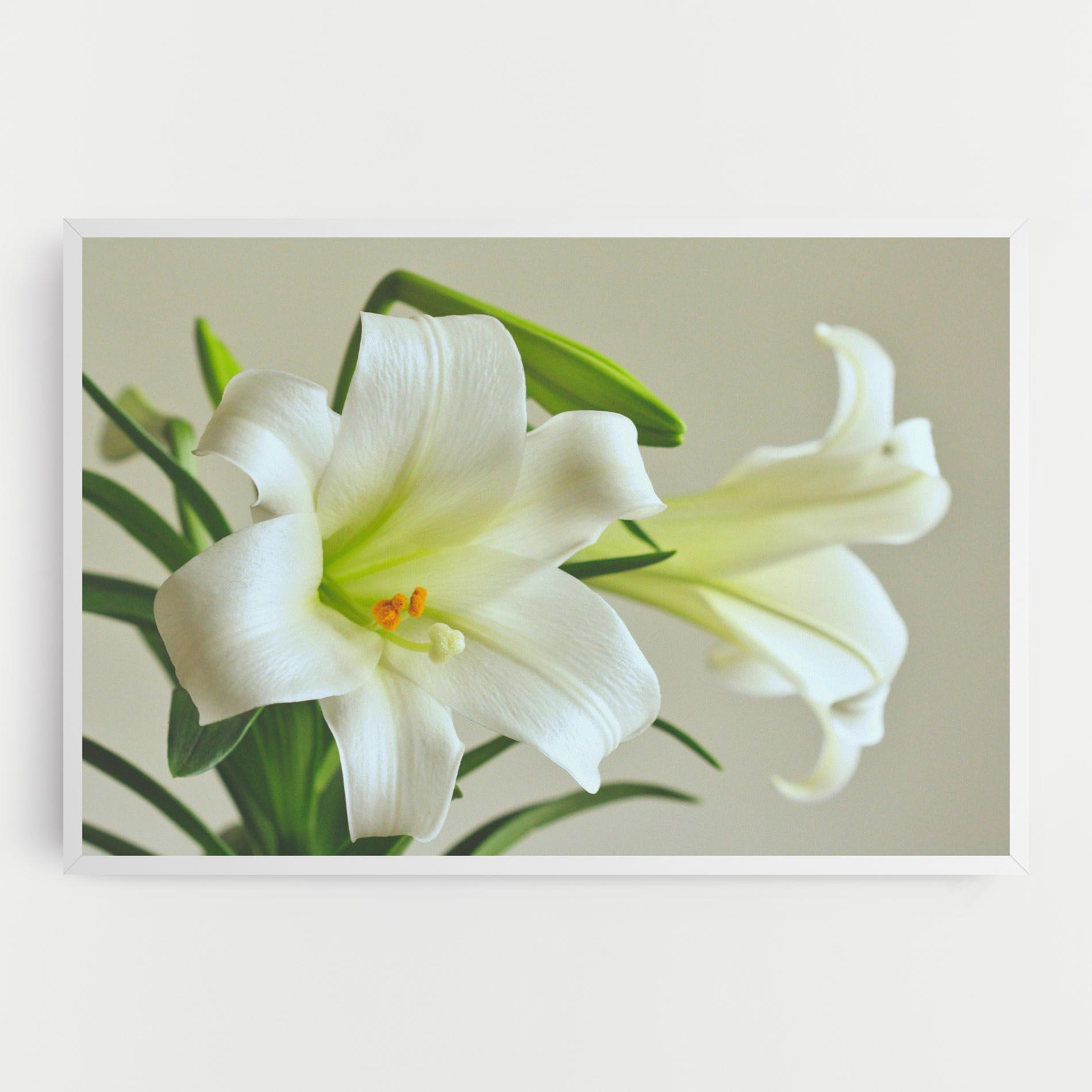 Vászonkép Green Lily mockup 0