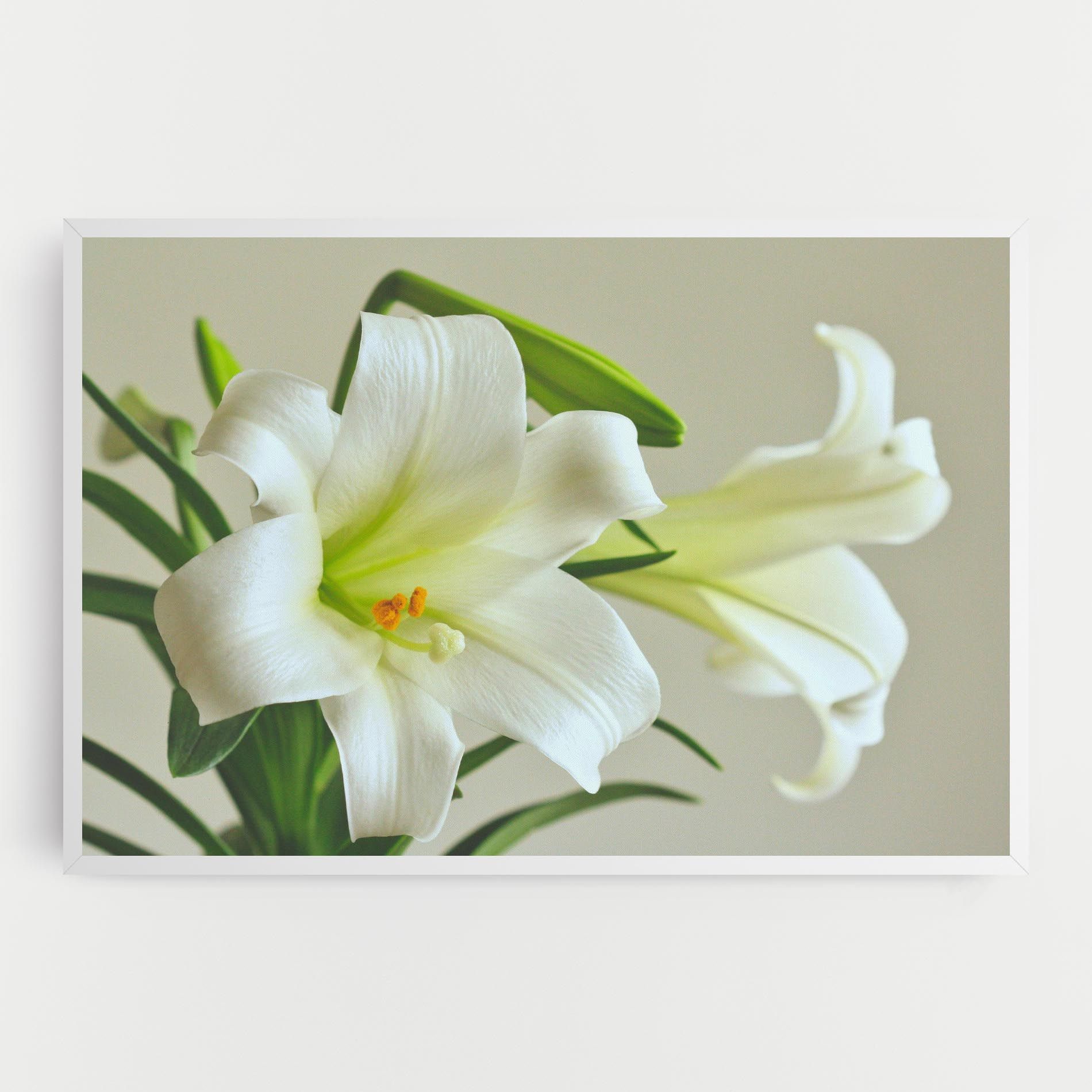 Green Lily mockup 0