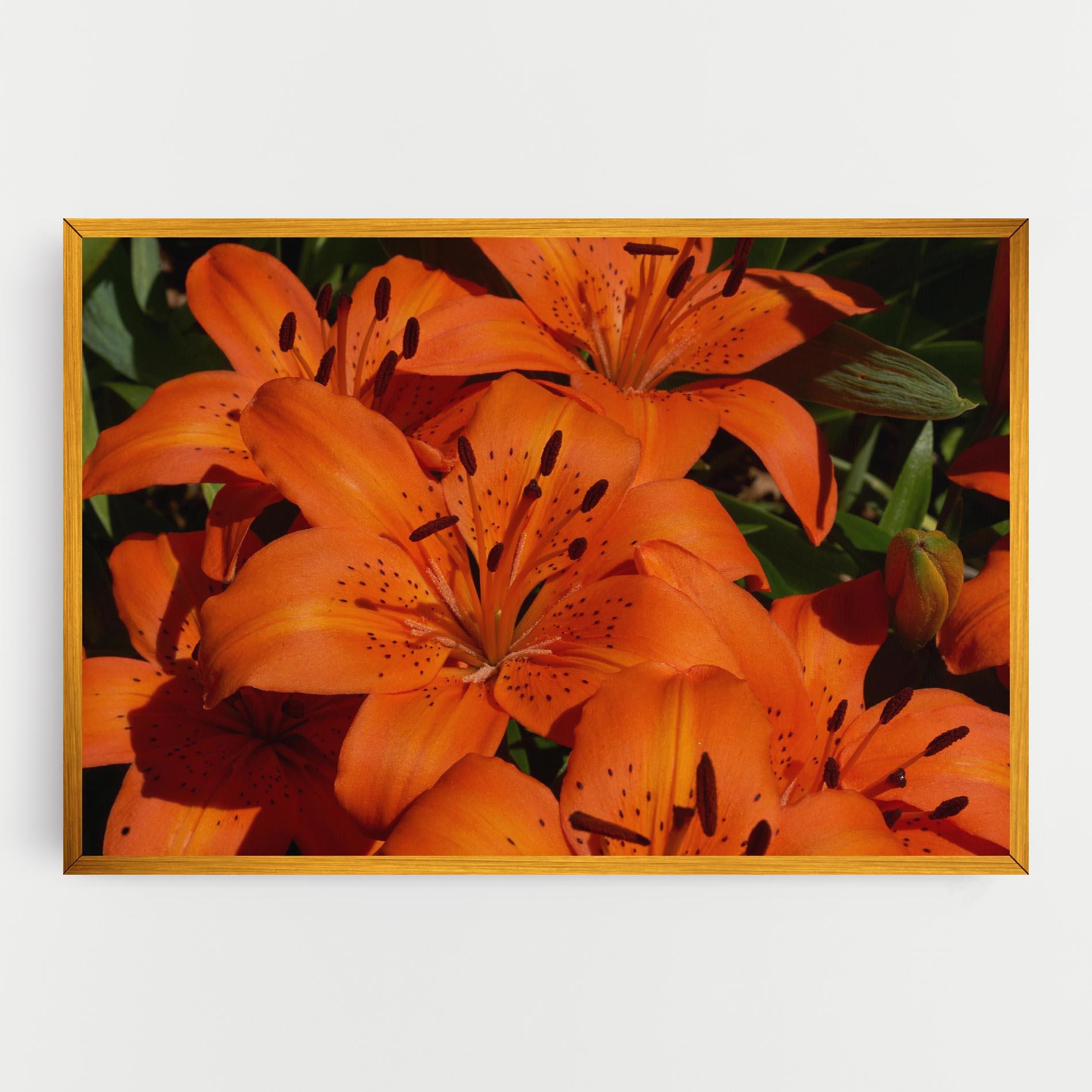 Vászonkép Orange Lily In The Sun mockup 0