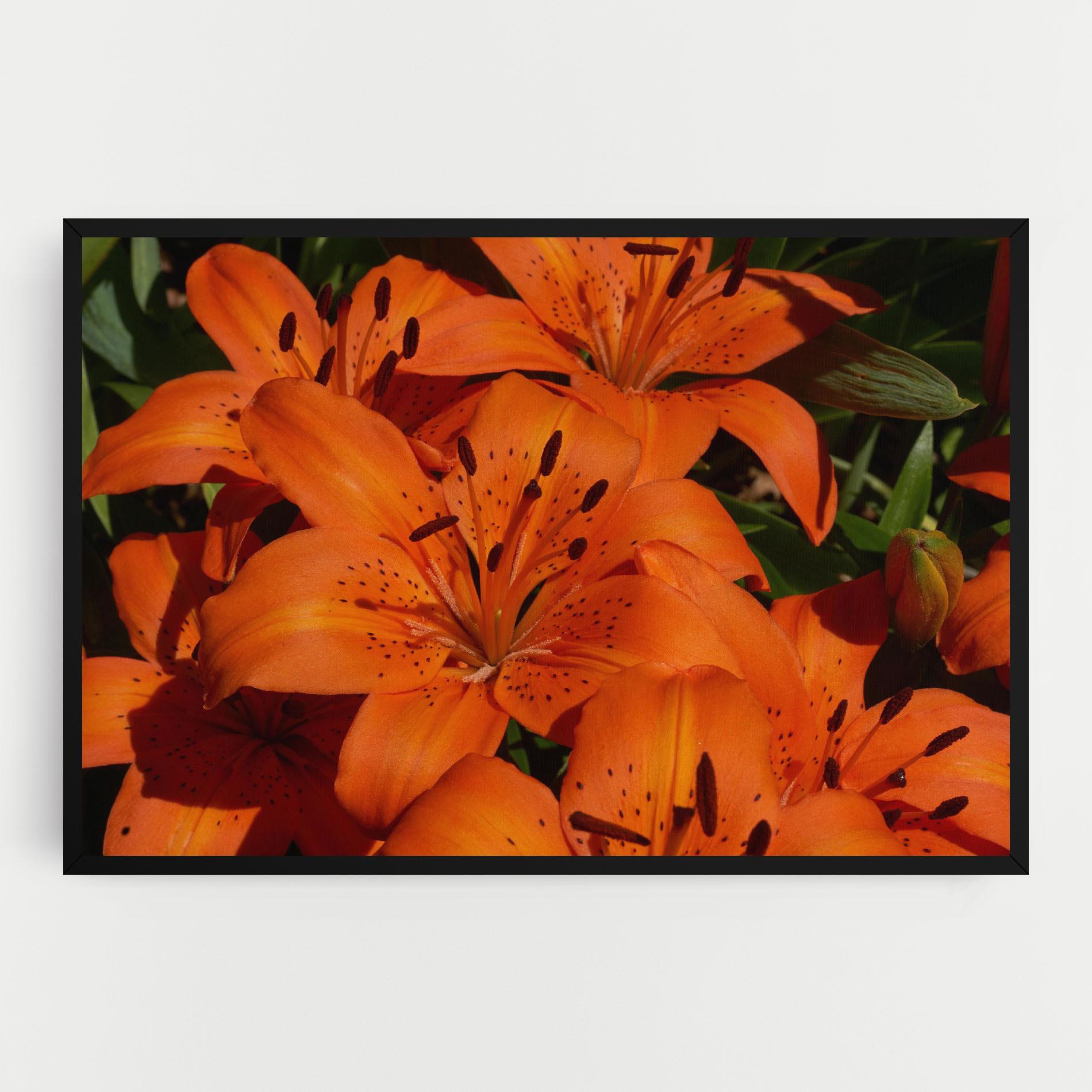 Vászonkép Orange Lily In The Sun mockup 0