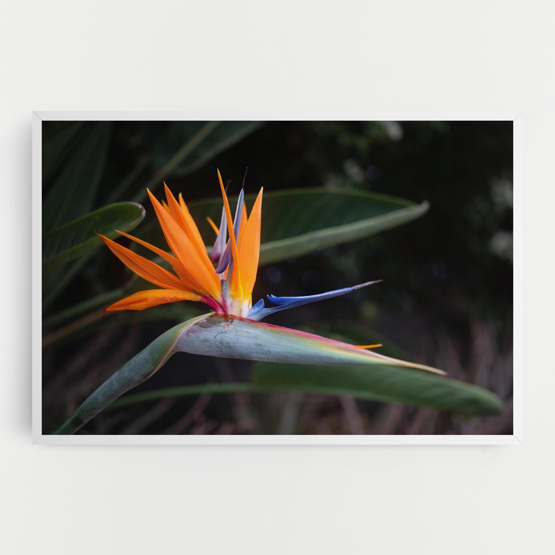 Vászonkép Paradise Plant mockup 0