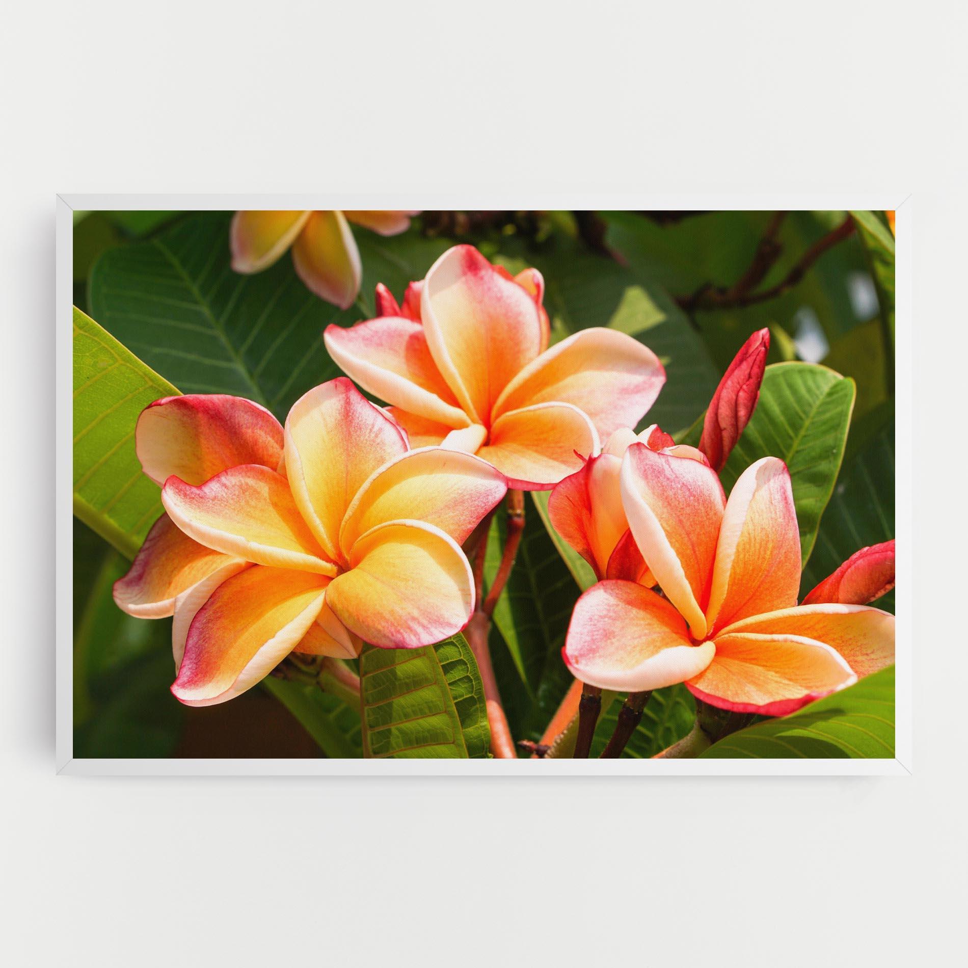 Vászonkép Pretty Plumeria mockup 0