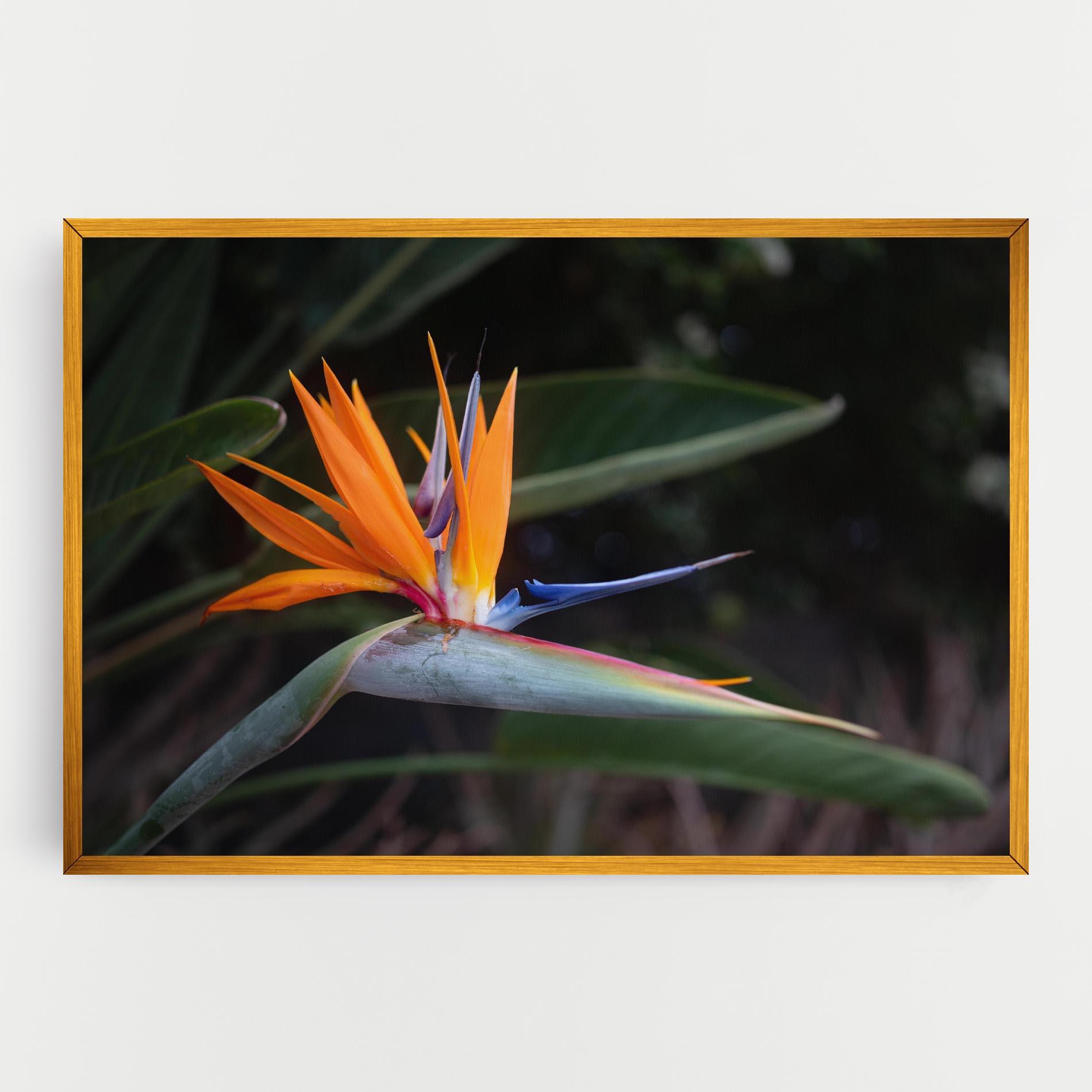 Vászonkép Paradise Plant mockup 0