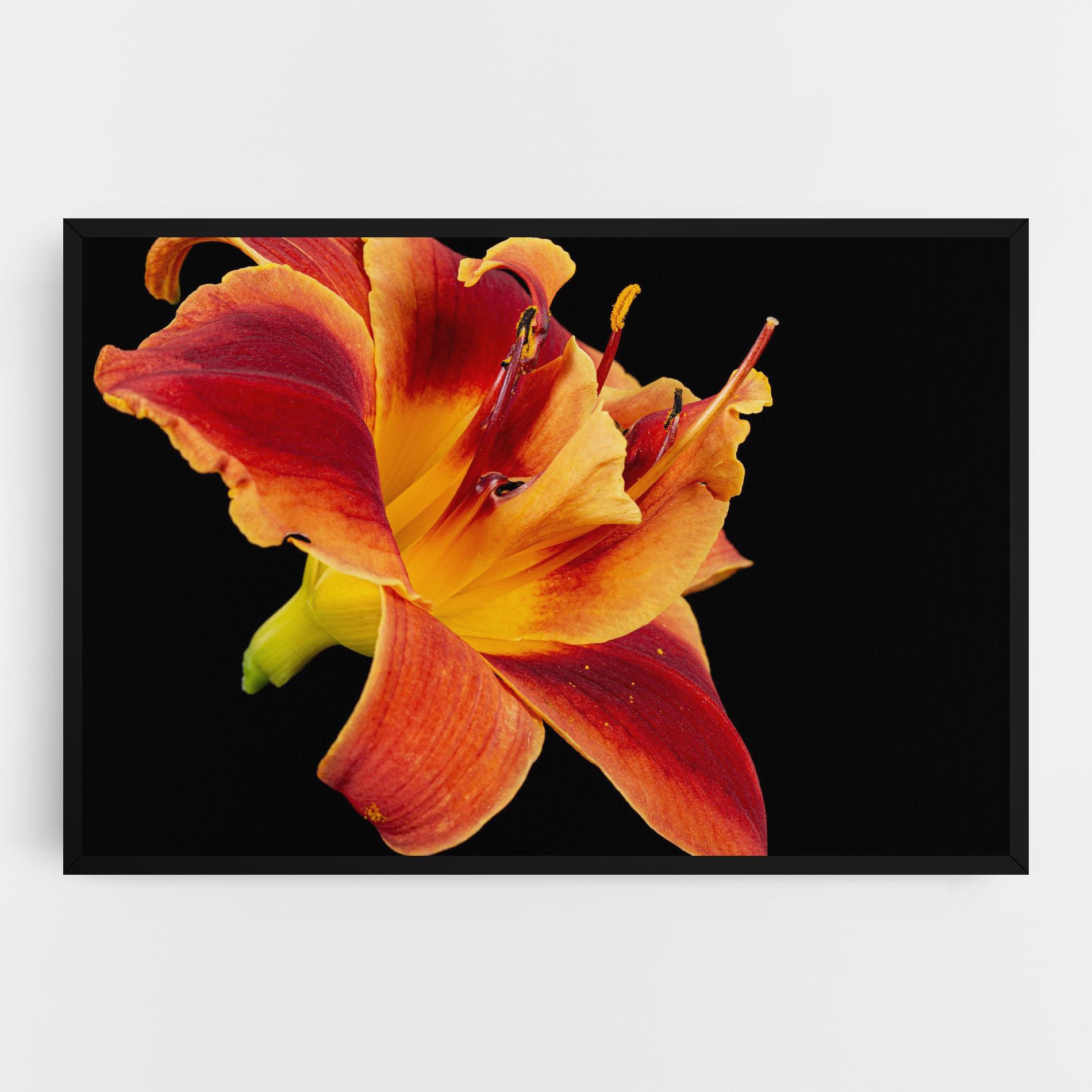 Vászonkép Exotic Orange Red mockup 0