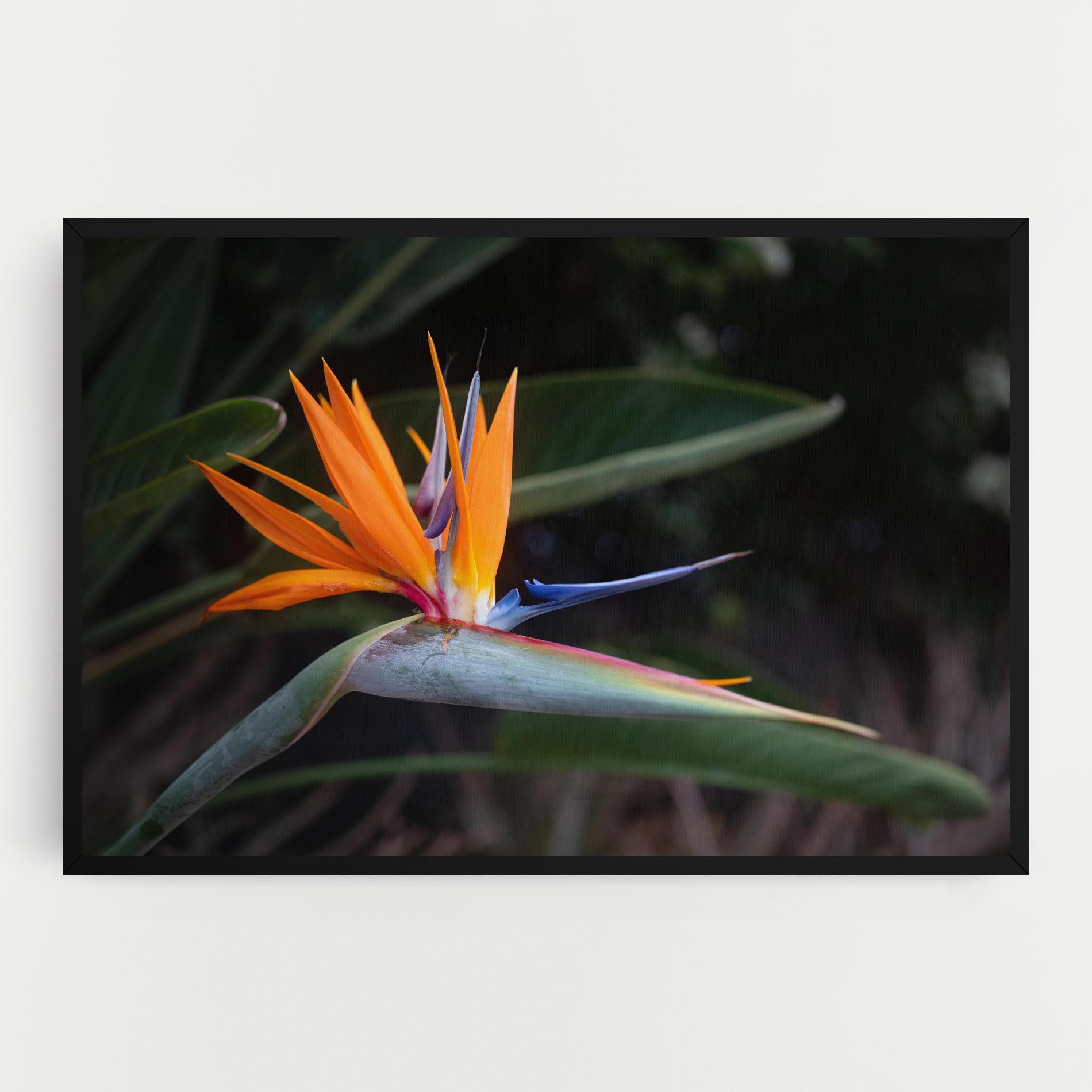 Vászonkép Paradise Plant mockup 0