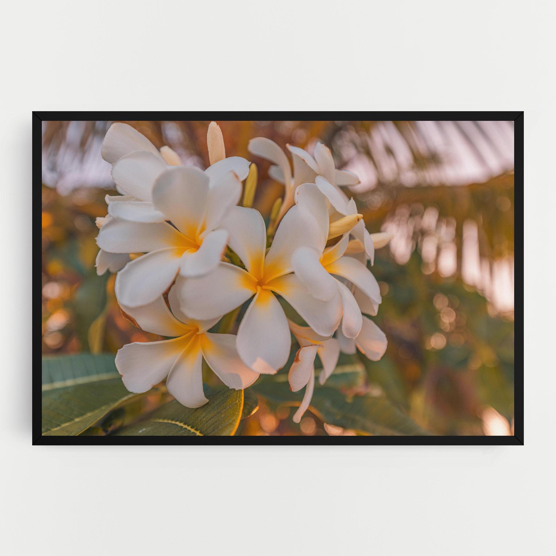 Vászonkép White Plumeria mockup 0