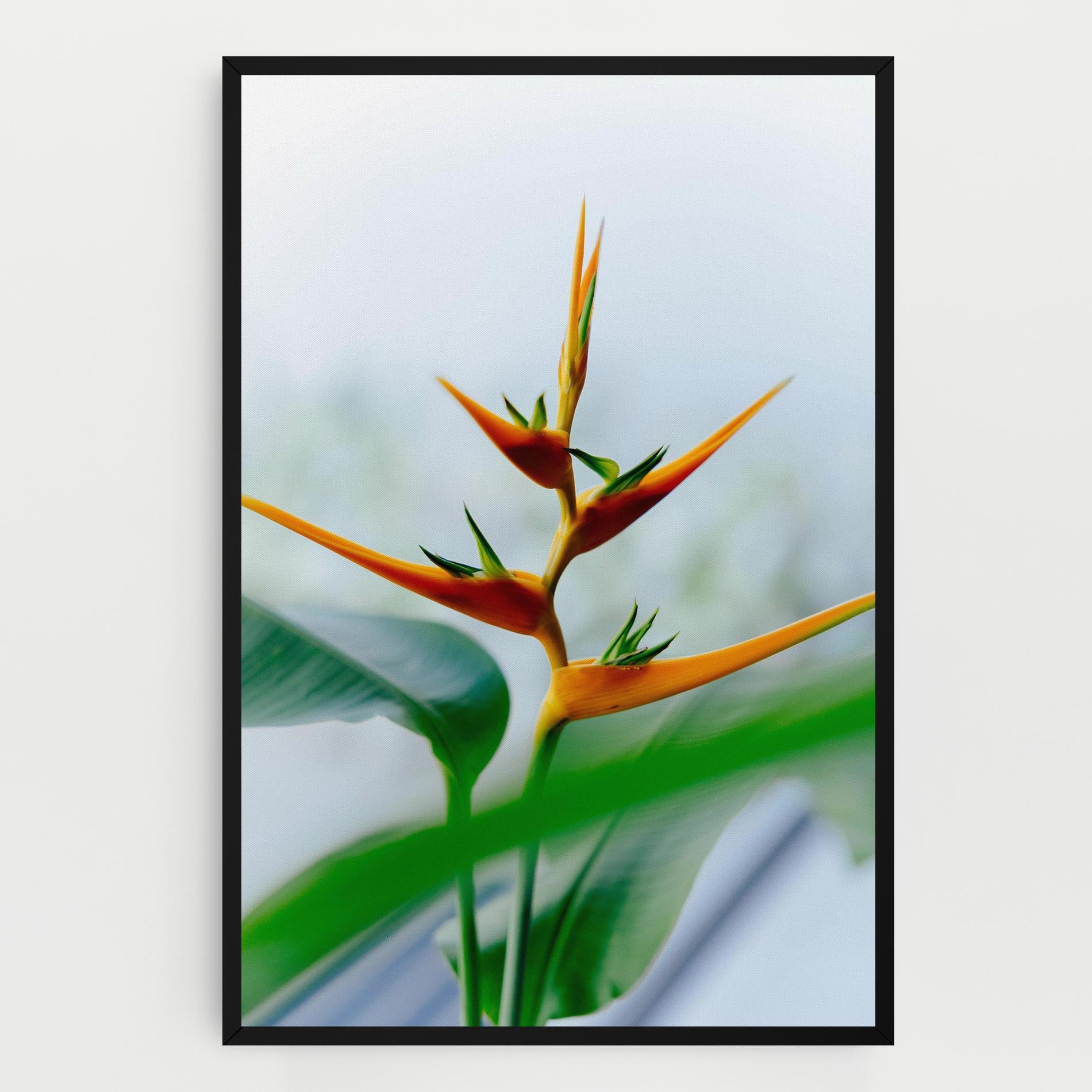 Vászonkép Exotic Orange Green mockup 0