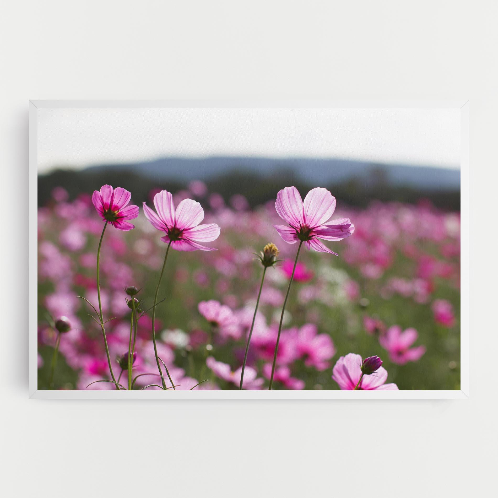 Vászonkép Cosmos Flower mockup 0
