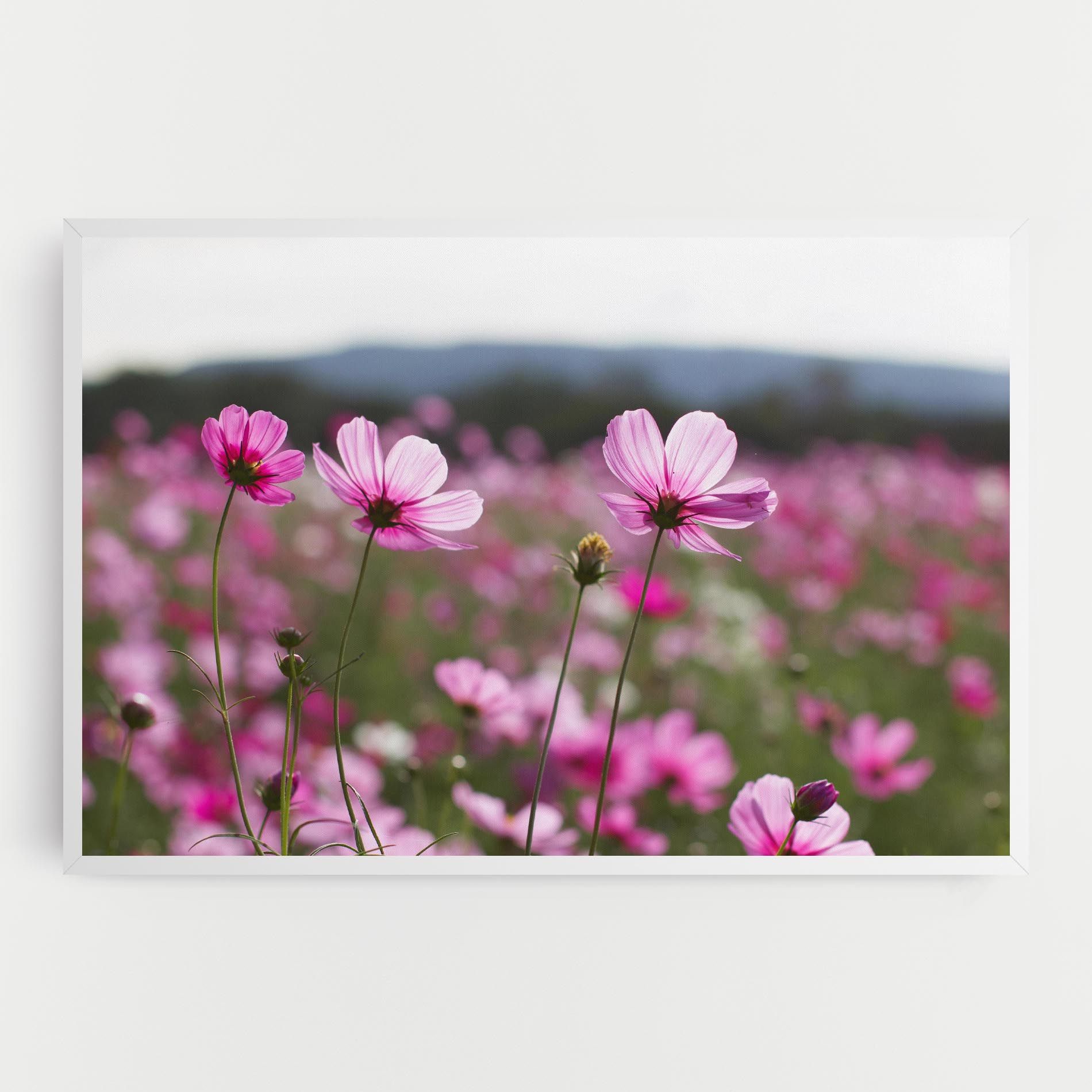 Cosmos Flower mockup 0