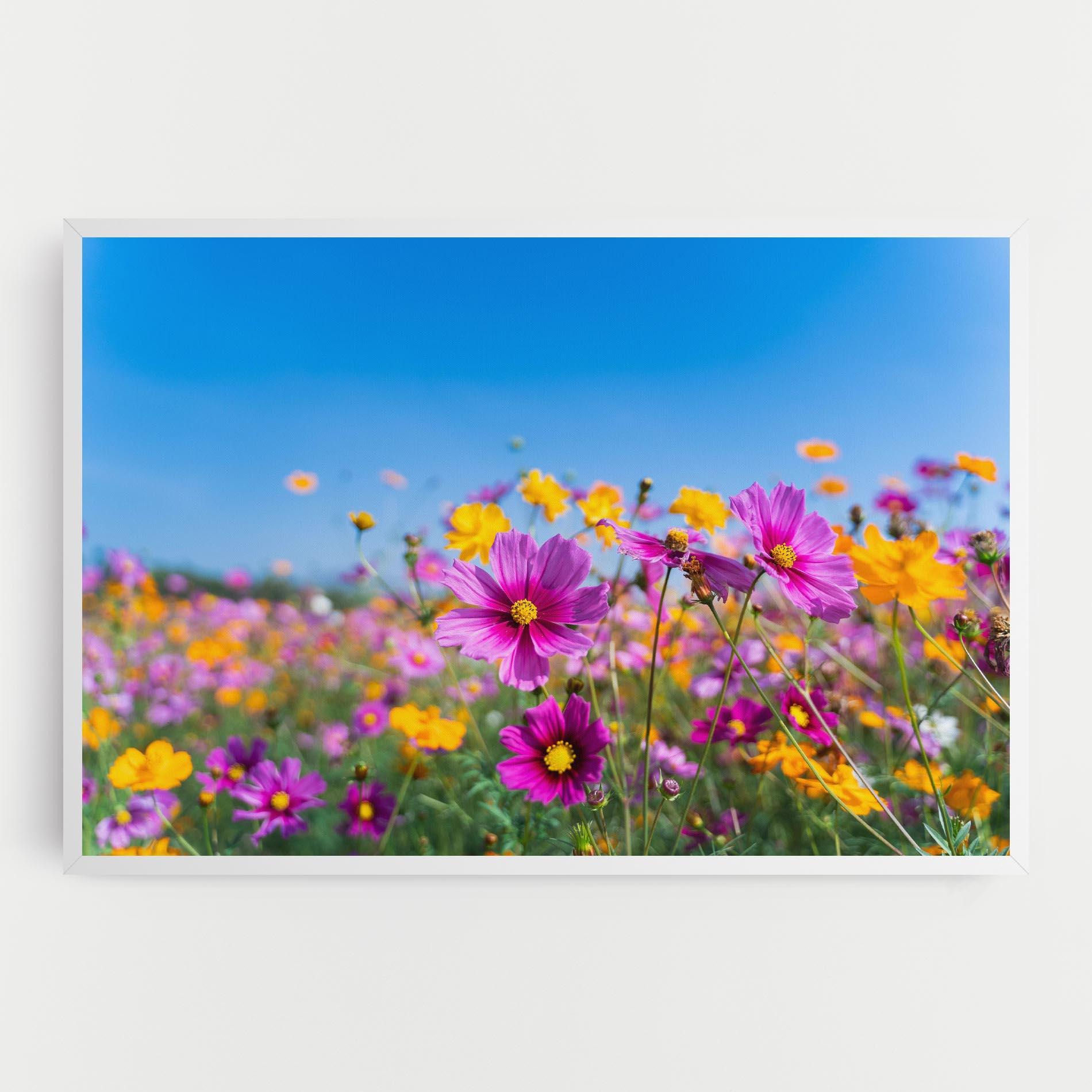 Vászonkép Cosmos Flowers Grassland mockup 0