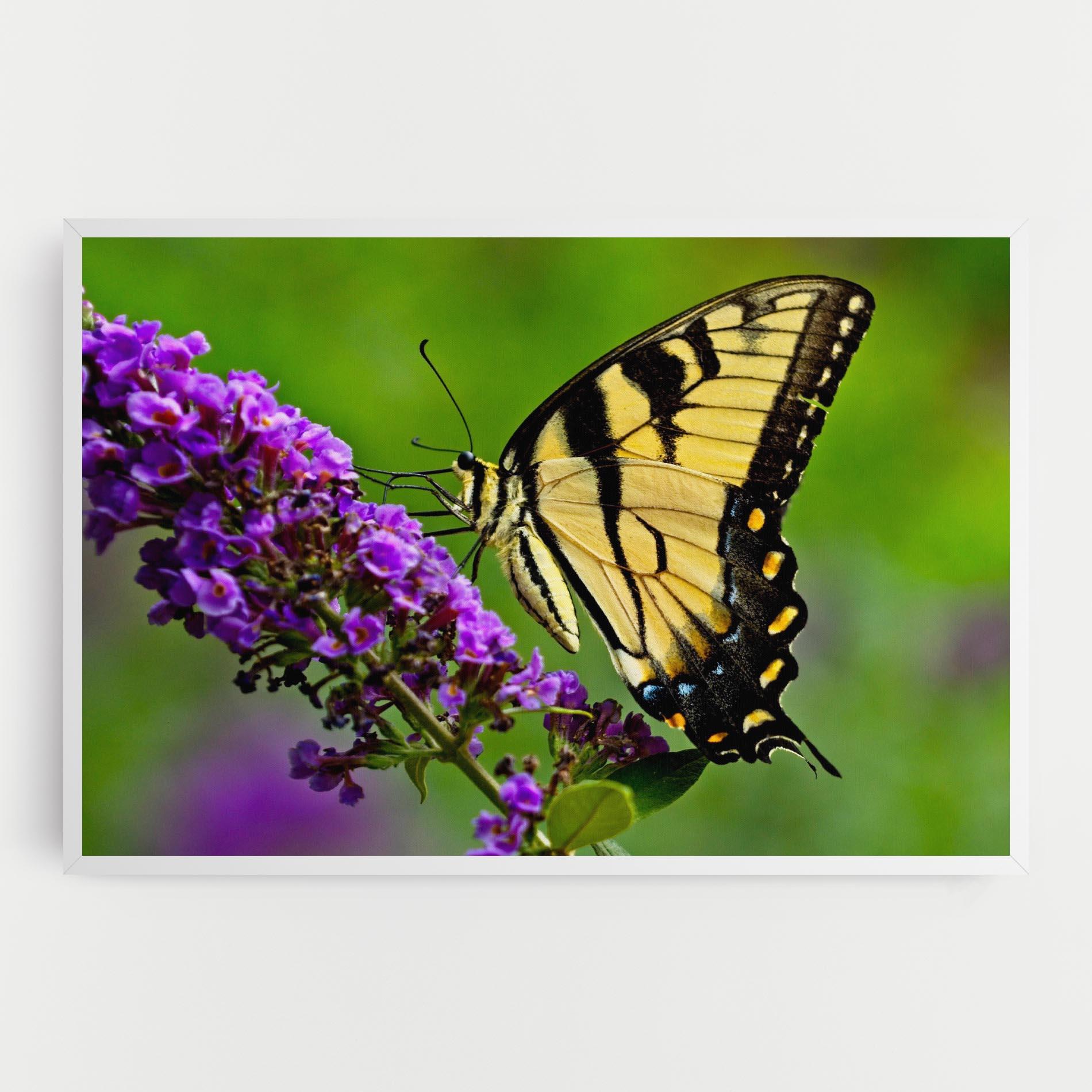 Vászonkép Cream Wild Butterfly mockup 0