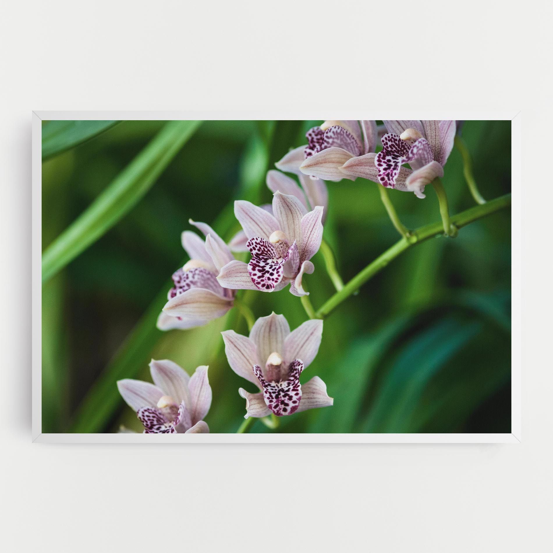 Cymbidium Orchid mockup 0