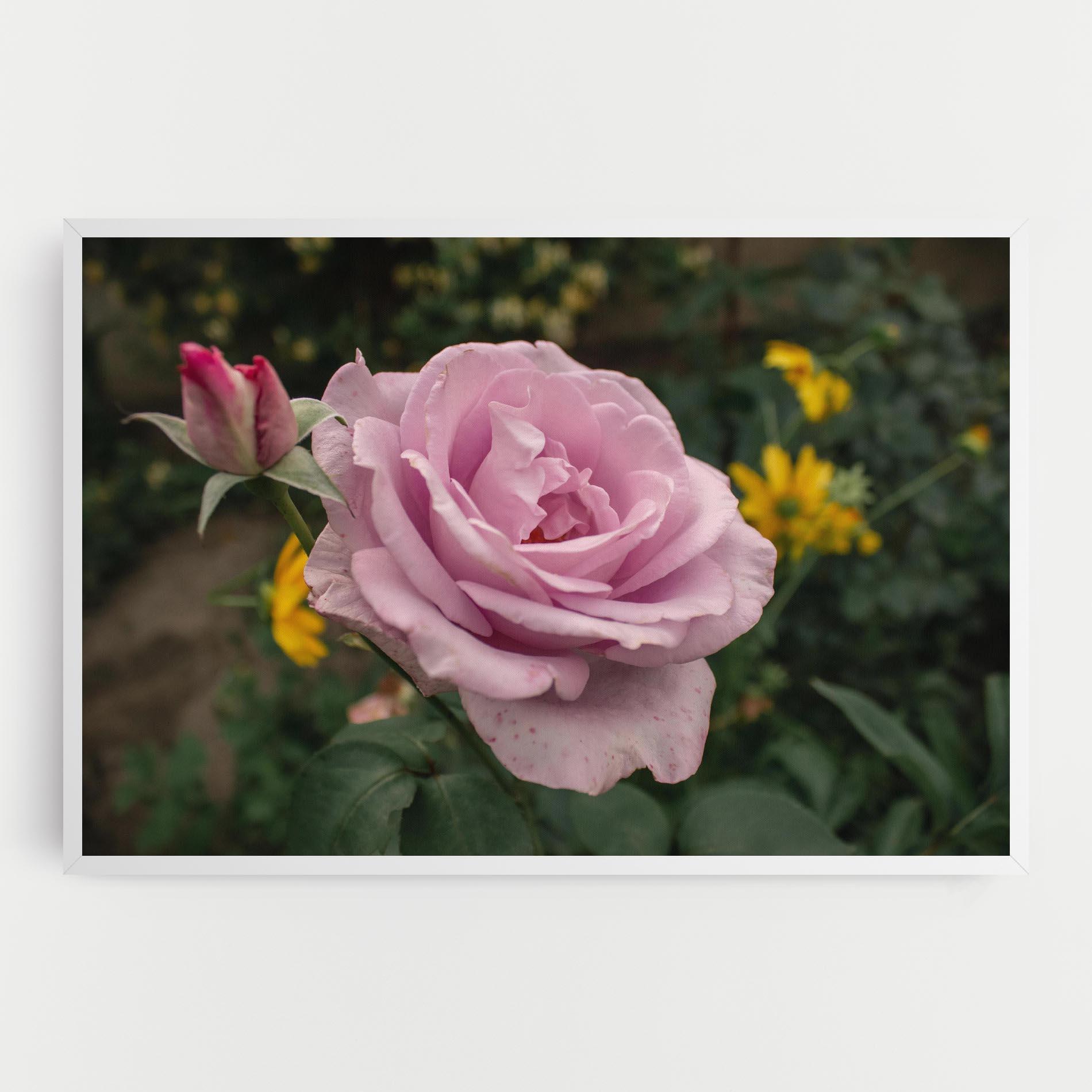 Vászonkép Garden Pink Rose mockup 0