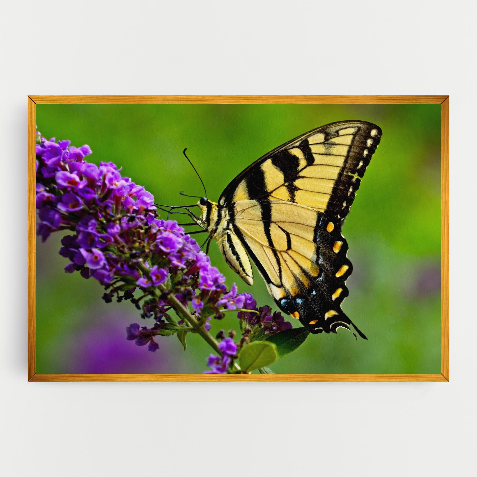 Vászonkép Cream Wild Butterfly mockup 0