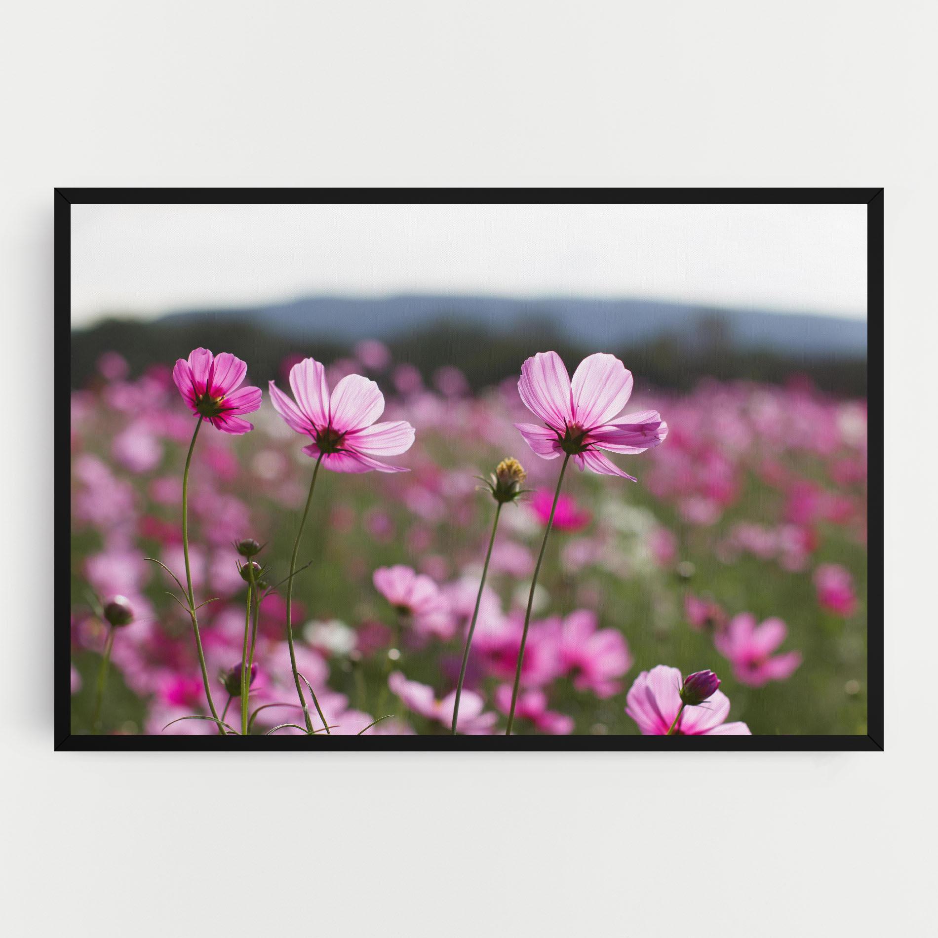 Vászonkép Cosmos Flower mockup 0