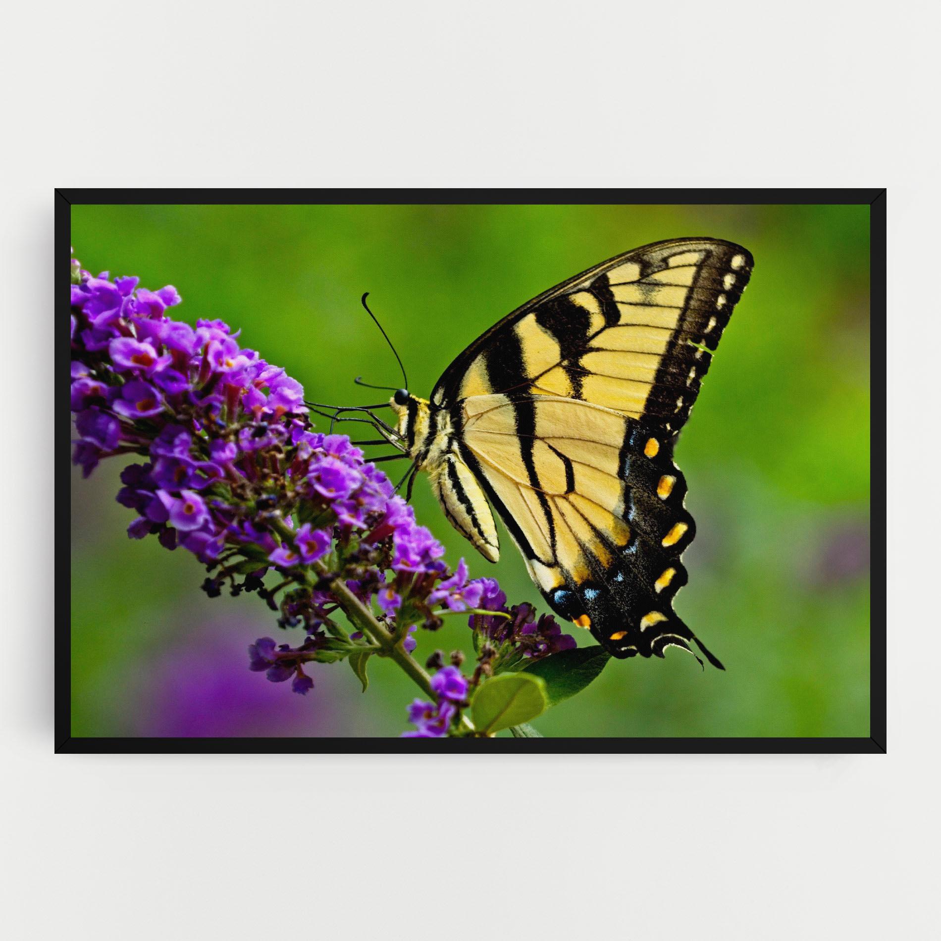 Vászonkép Cream Wild Butterfly mockup 0