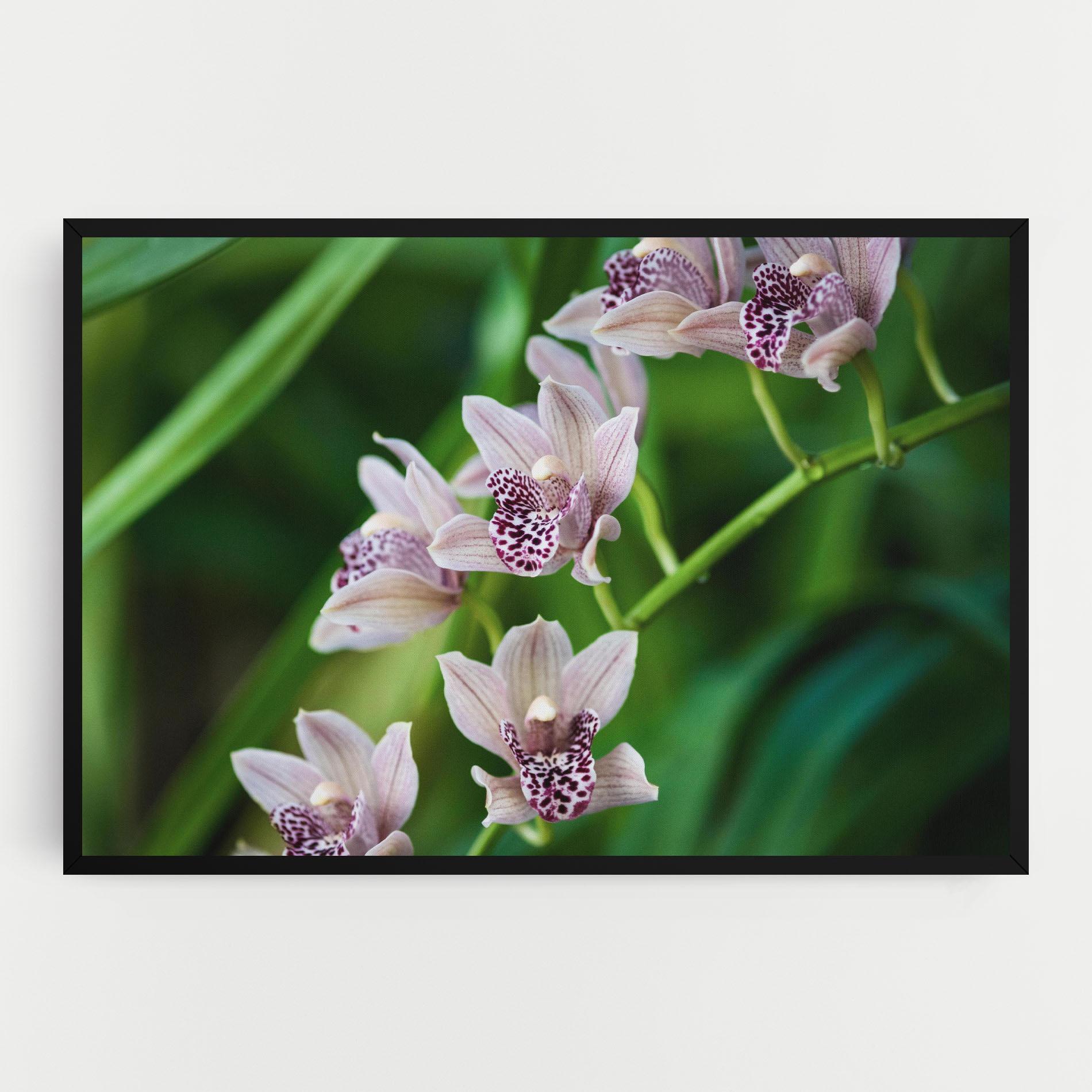 Vászonkép Cymbidium Orchid mockup 0