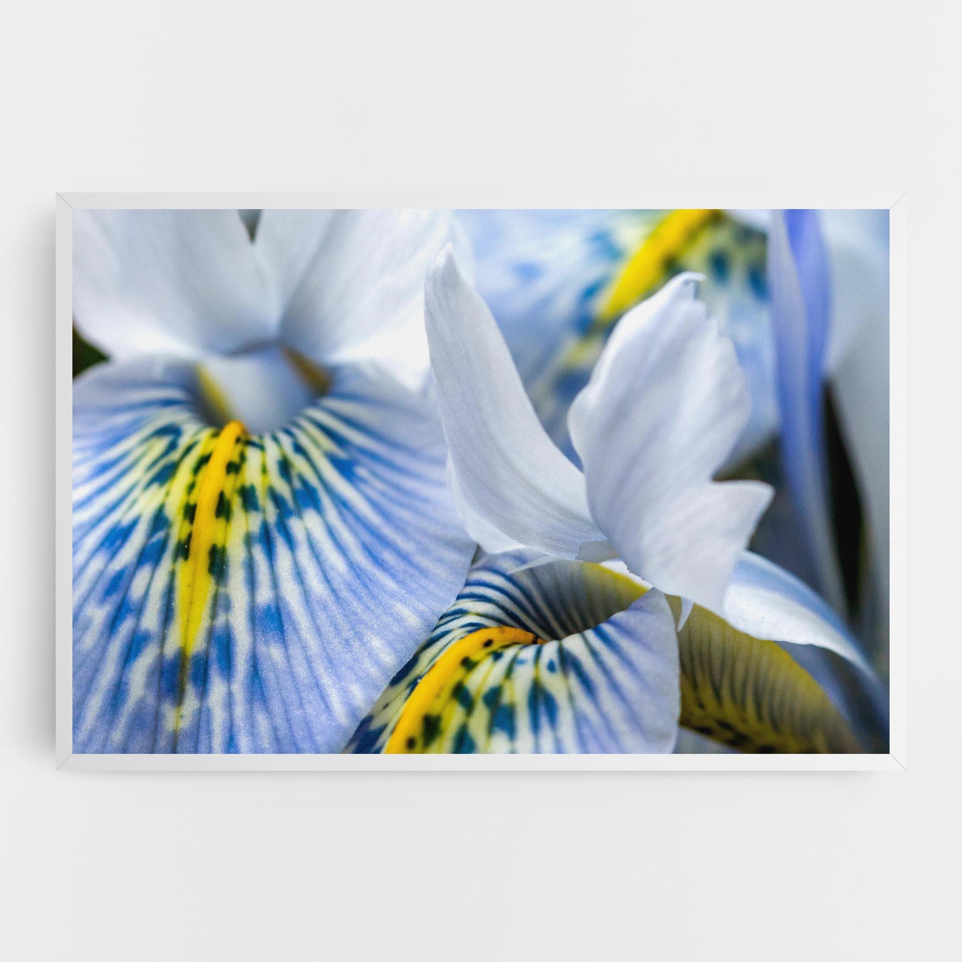 Vászonkép Blue Yellow Iris mockup 0