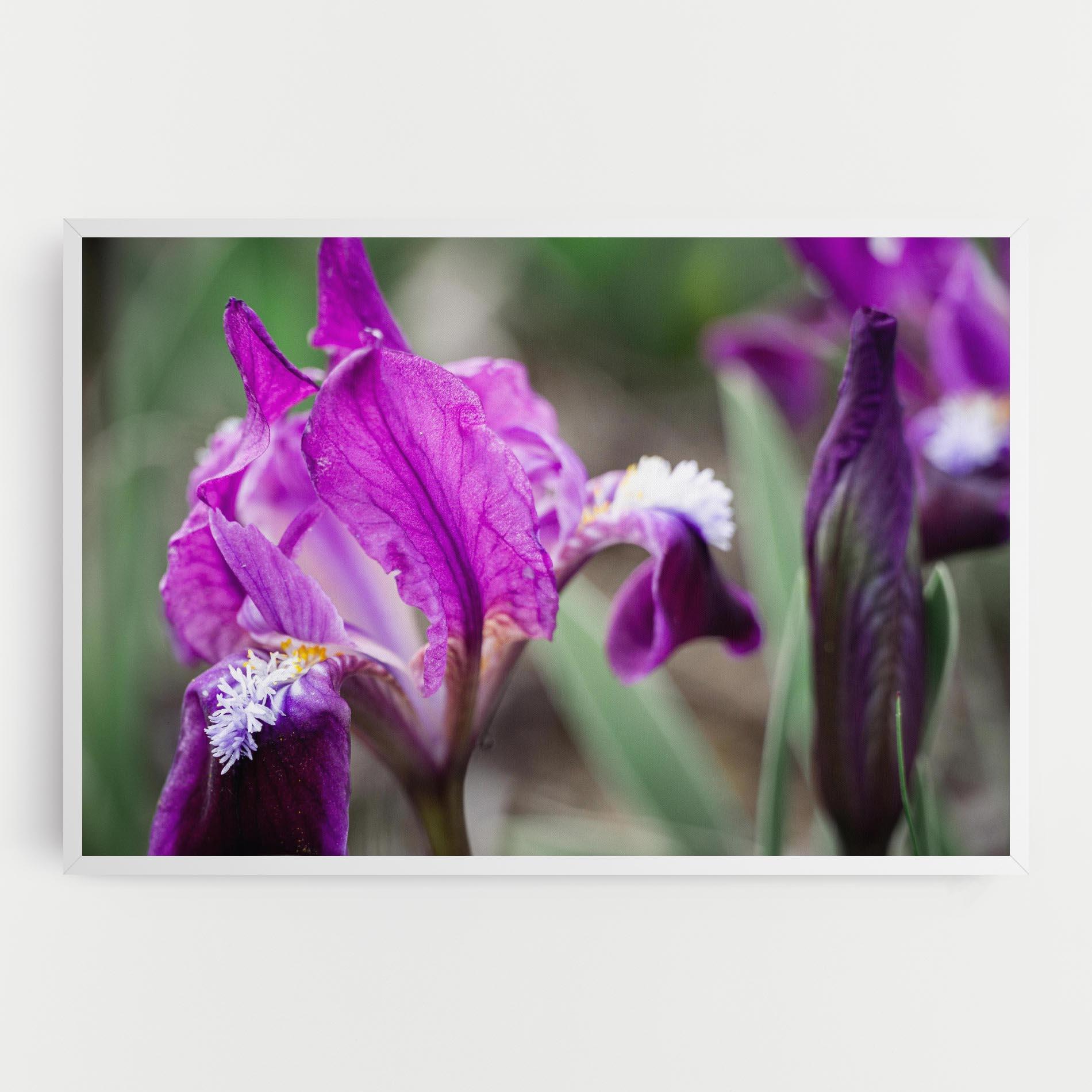 Vászonkép Dark Pink Iris mockup 0