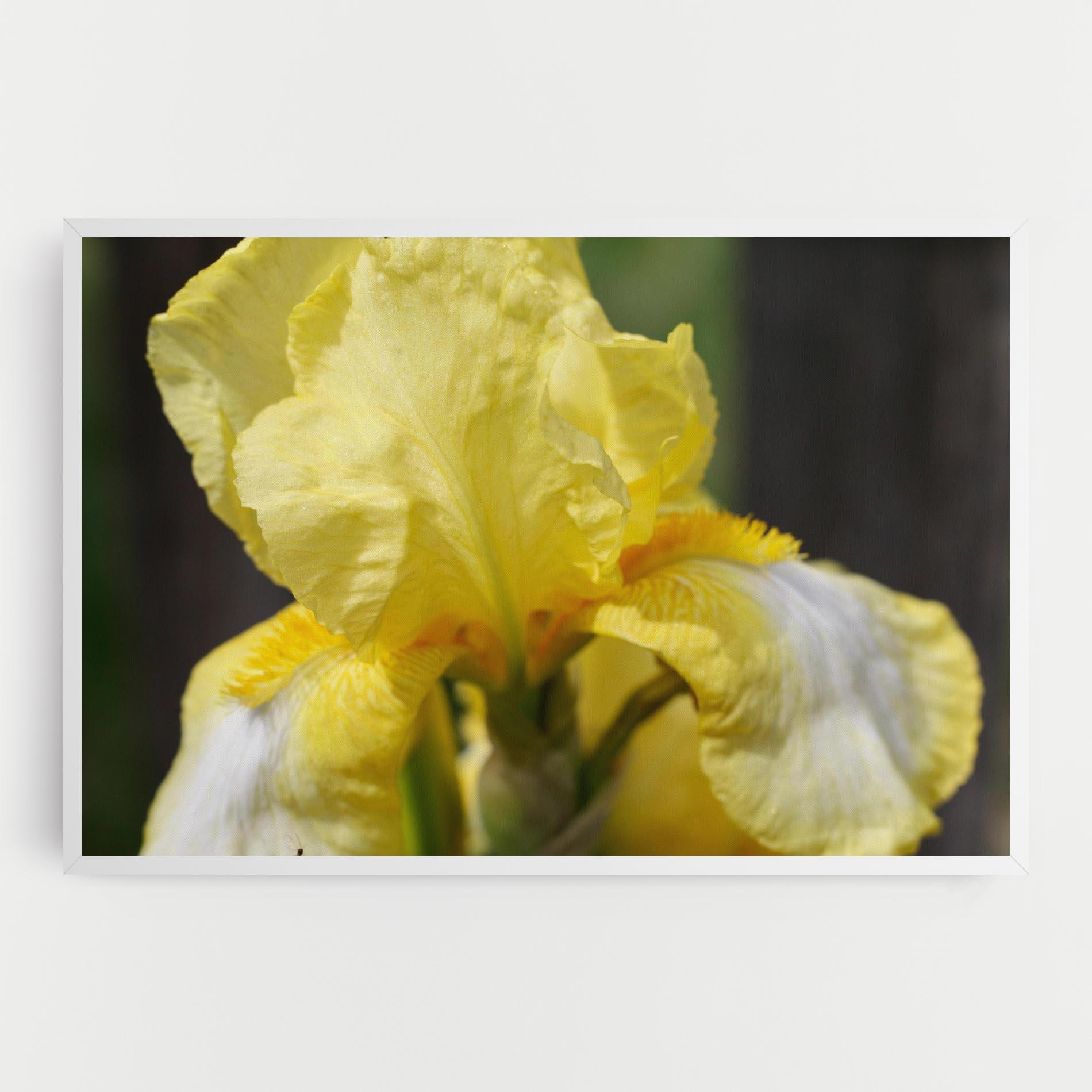 Vászonkép Garden Yellow Iris mockup 0