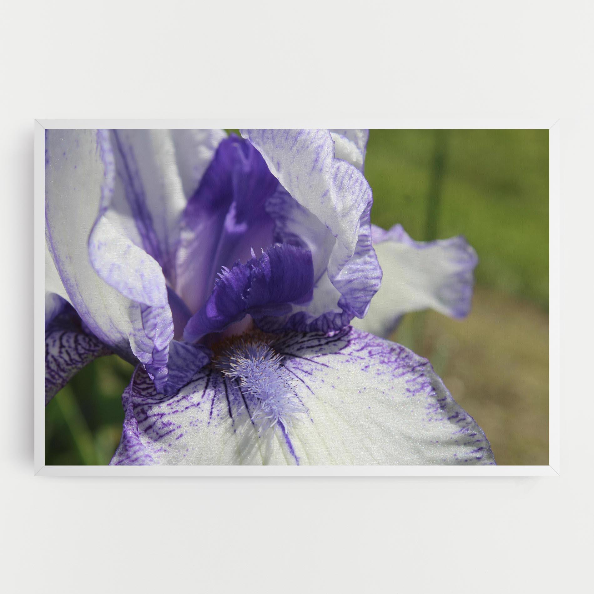 Vászonkép White Purple Iris mockup 0