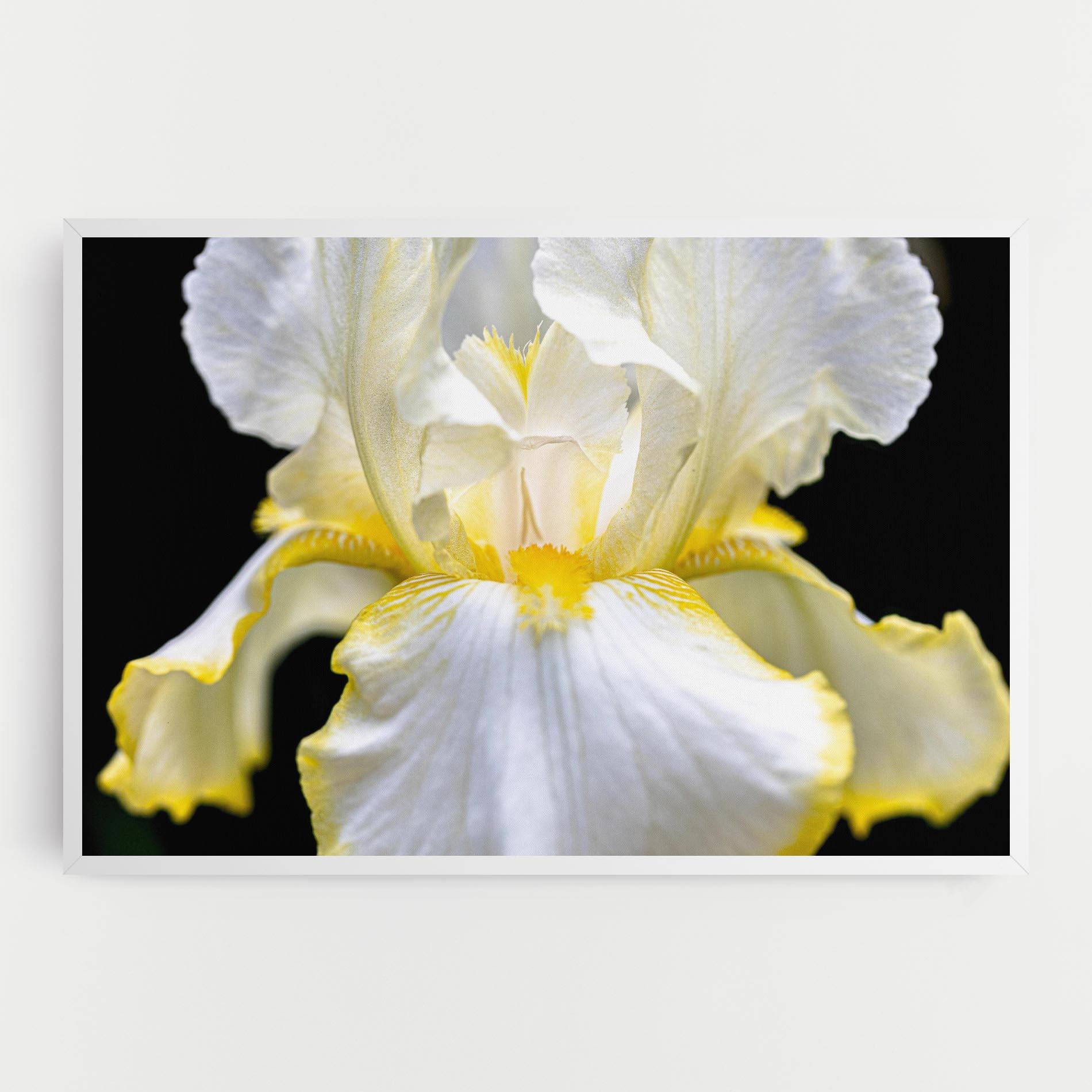 Vászonkép White Yellow Iris mockup 0