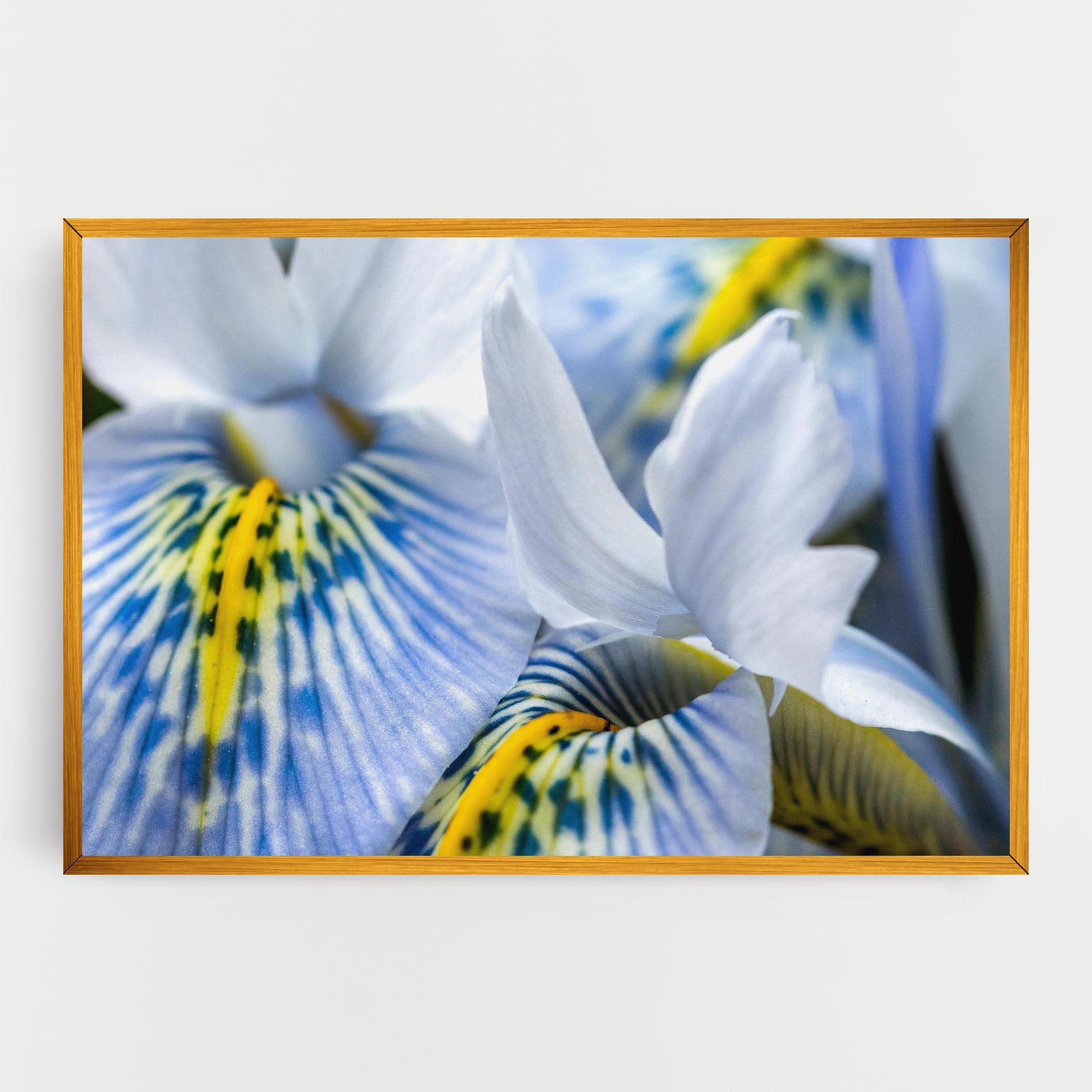 Vászonkép Blue Yellow Iris mockup 0