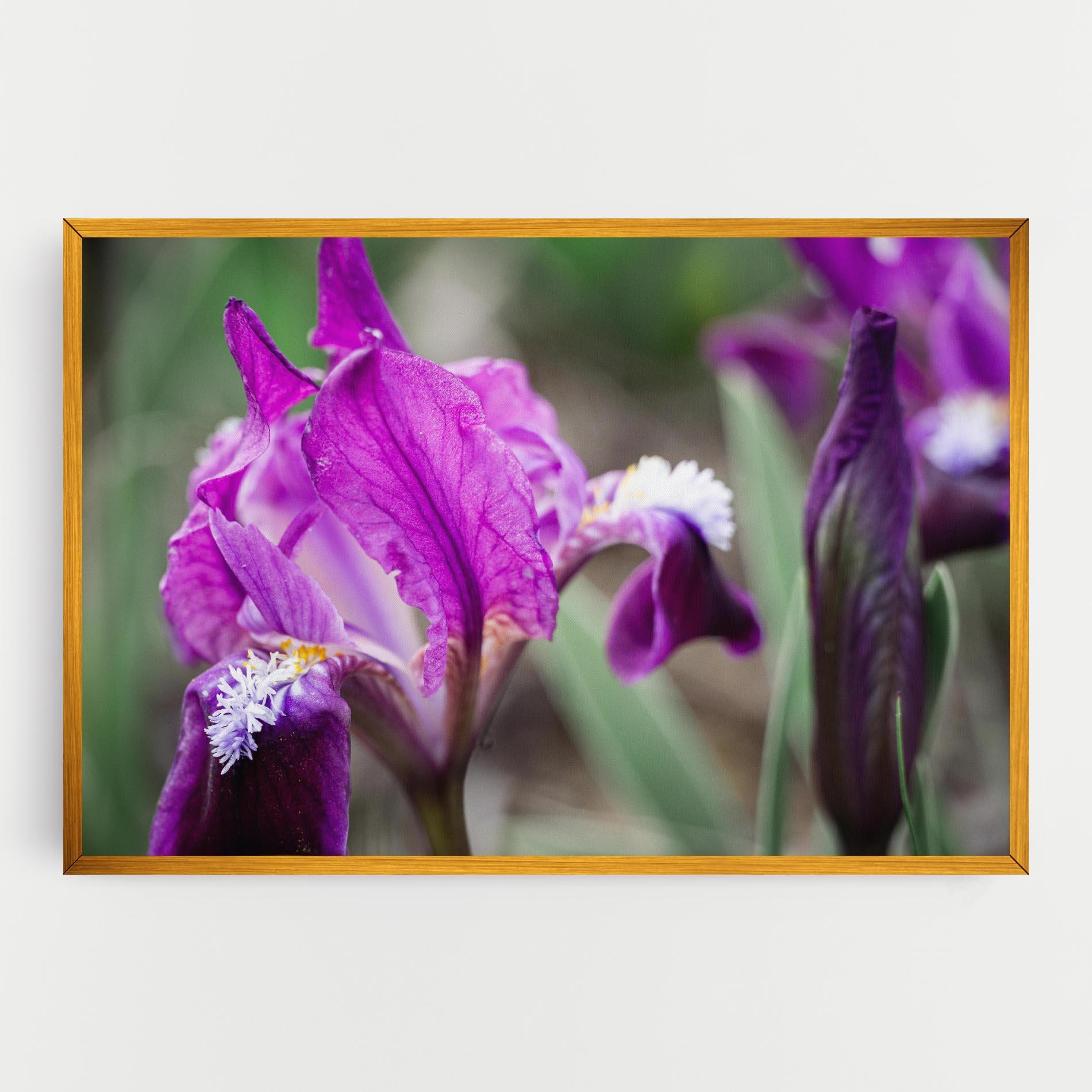 Vászonkép Dark Pink Iris mockup 0