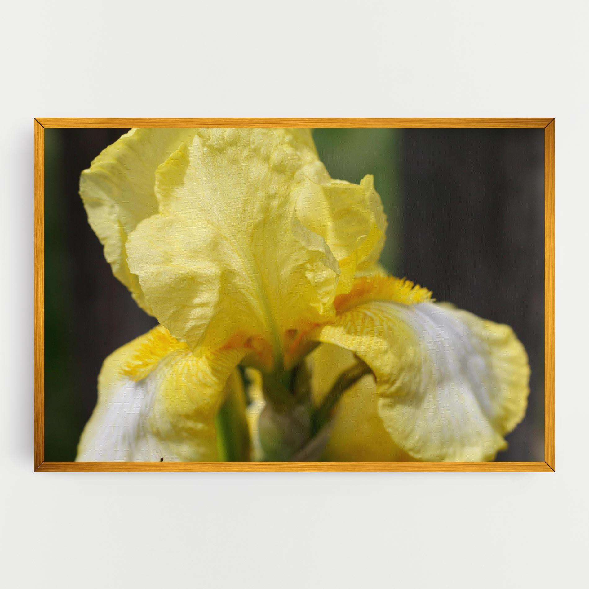 Vászonkép Garden Yellow Iris mockup 0