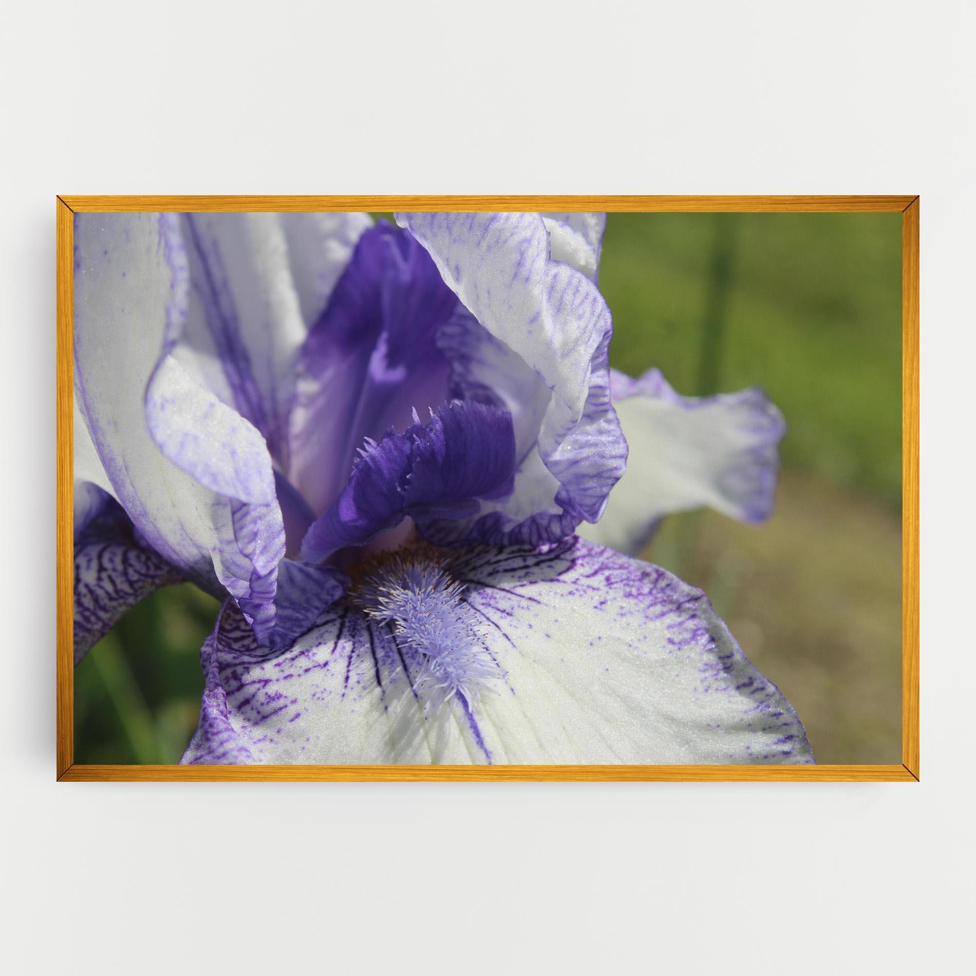 Vászonkép White Purple Iris mockup 0