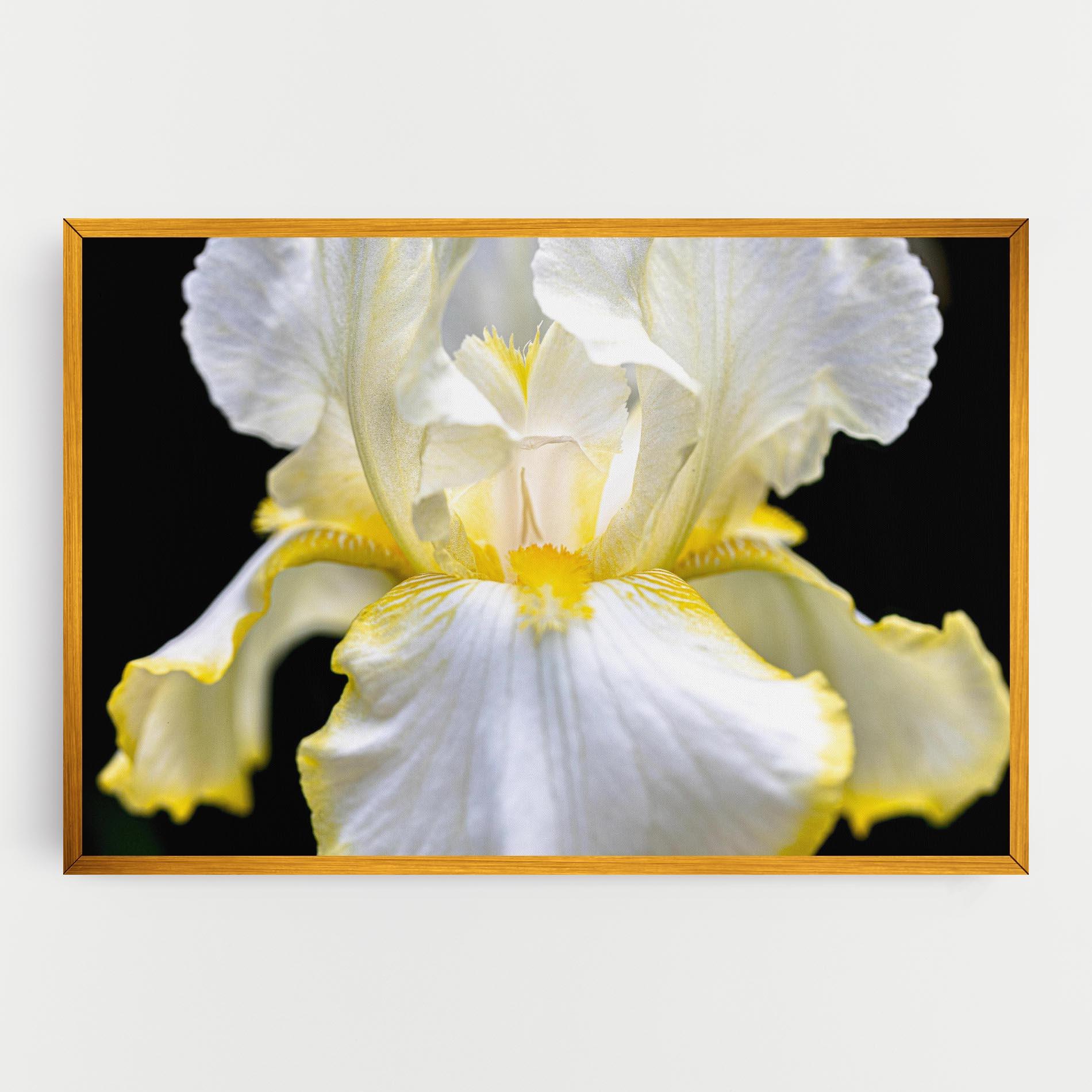 Vászonkép White Yellow Iris mockup 0