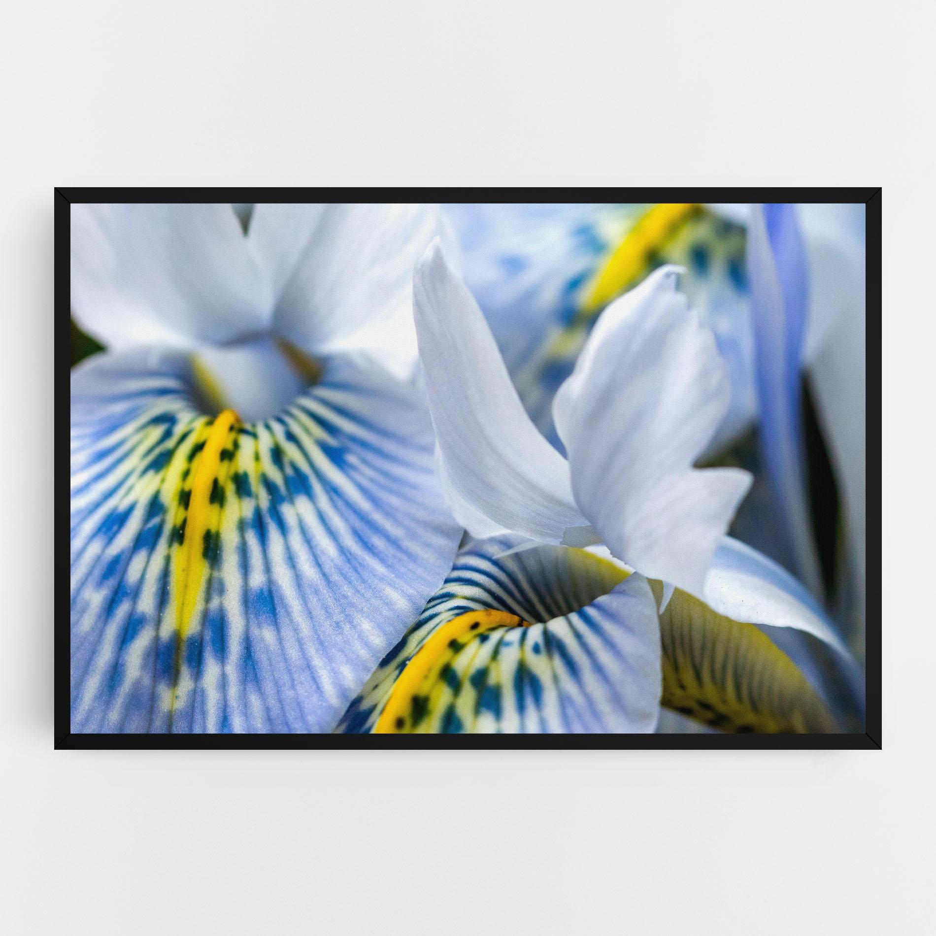 Vászonkép Blue Yellow Iris mockup 0