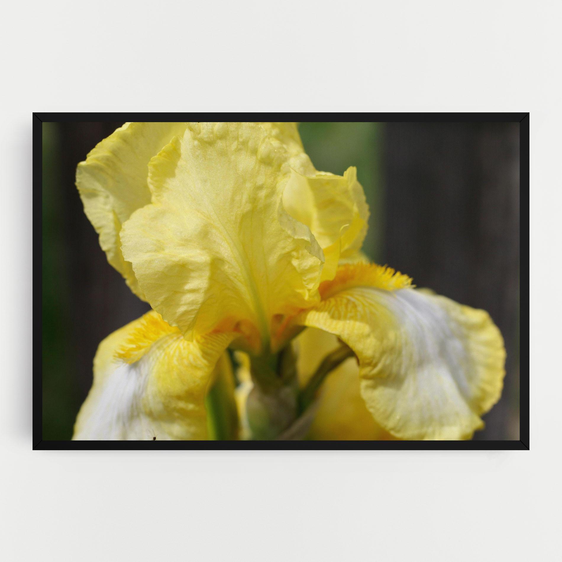 Vászonkép Garden Yellow Iris mockup 0