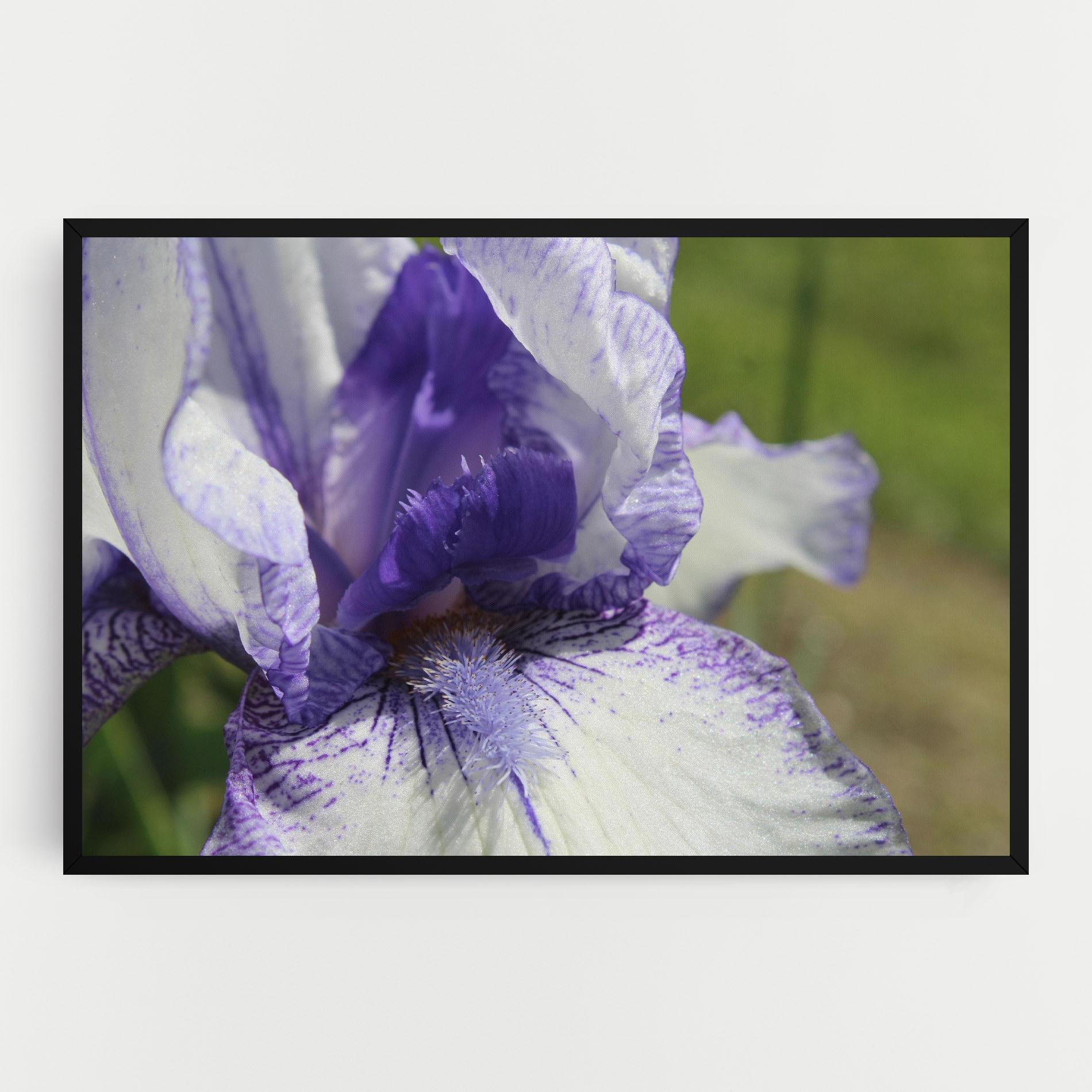 Vászonkép White Purple Iris mockup 0