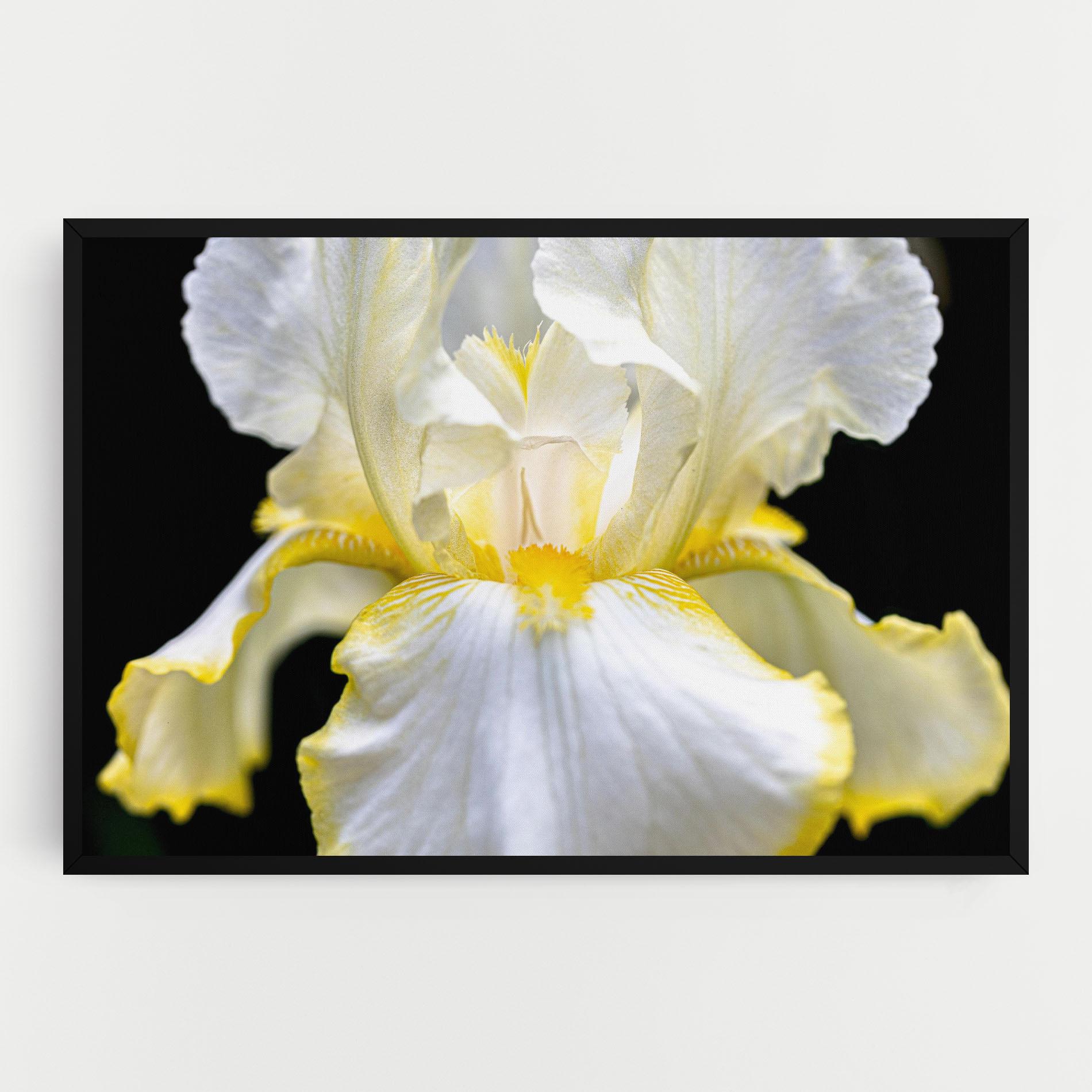 Vászonkép White Yellow Iris mockup 0