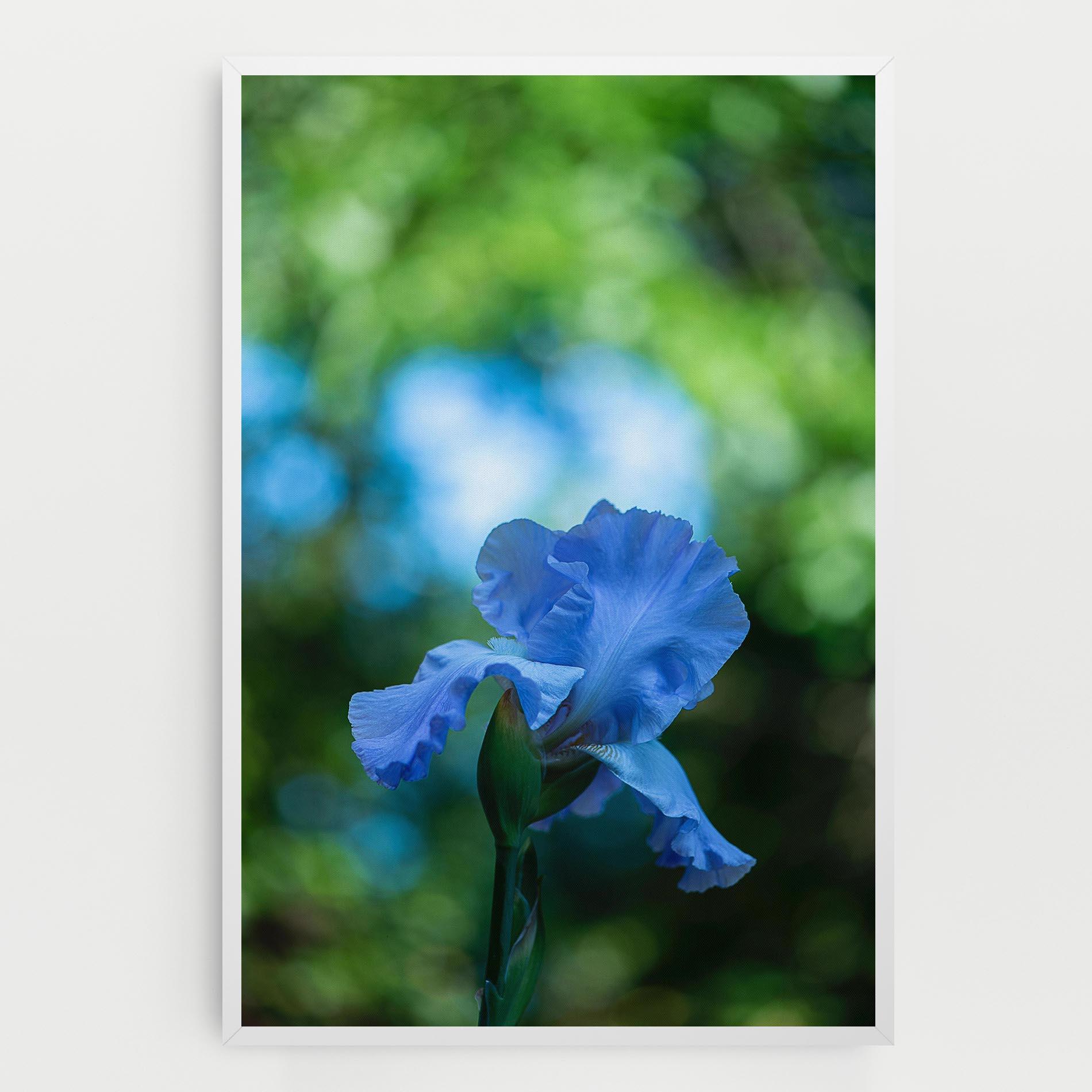 Vászonkép Blue Iris In The Garden mockup 0