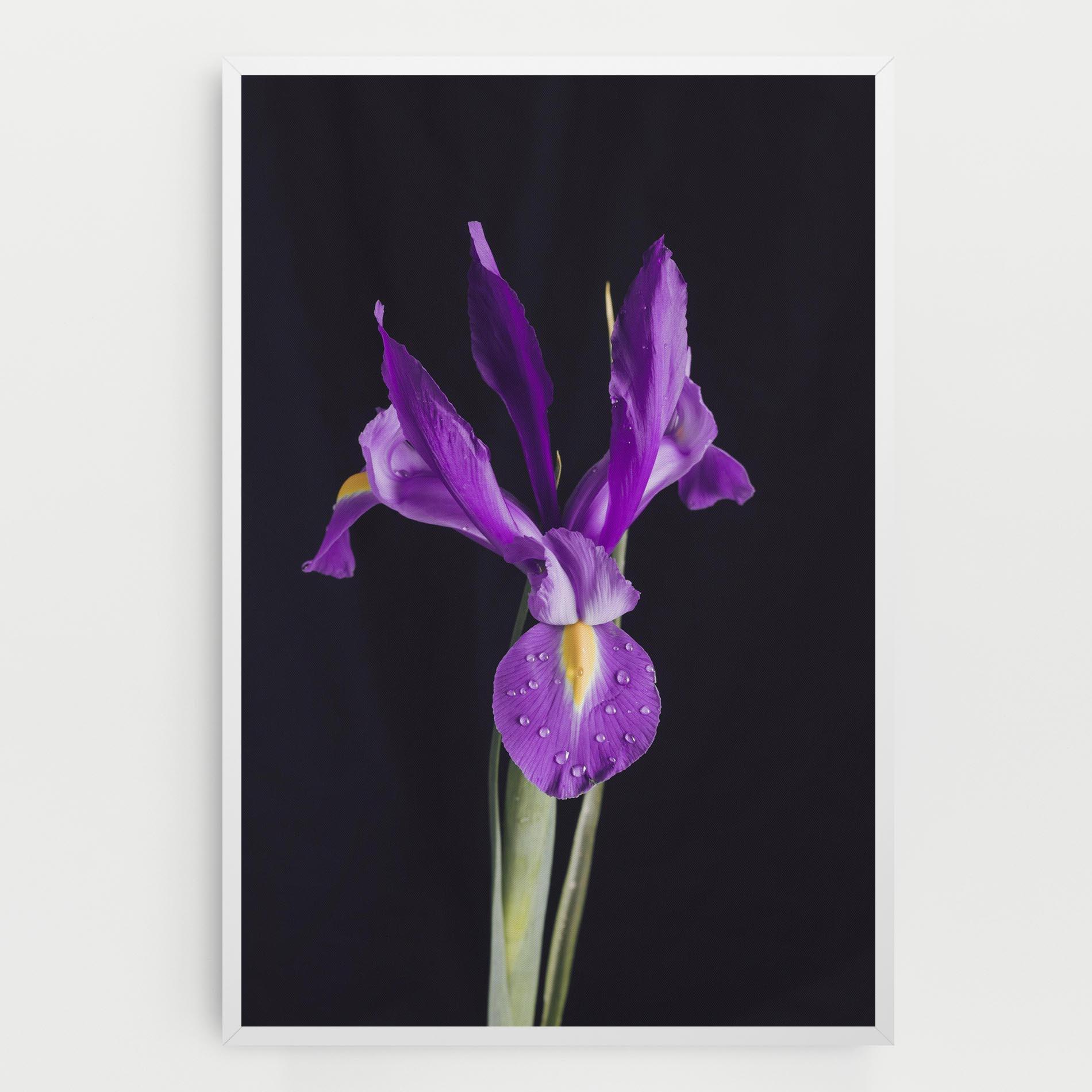 Vászonkép Fresh Purple Iris mockup 0
