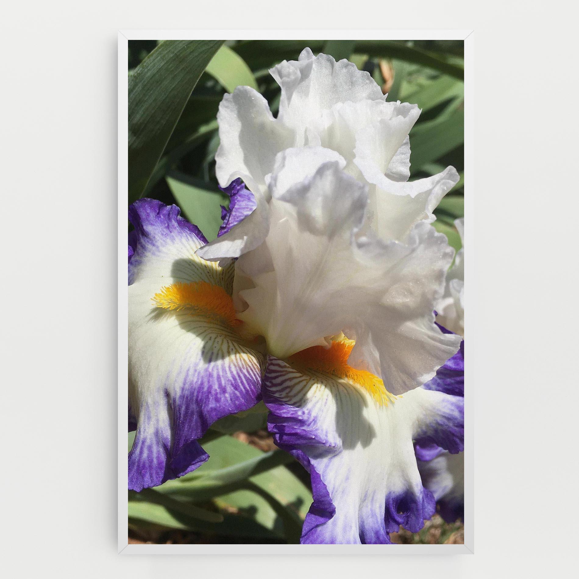 Vászonkép Garden White Purple Irirs mockup 0