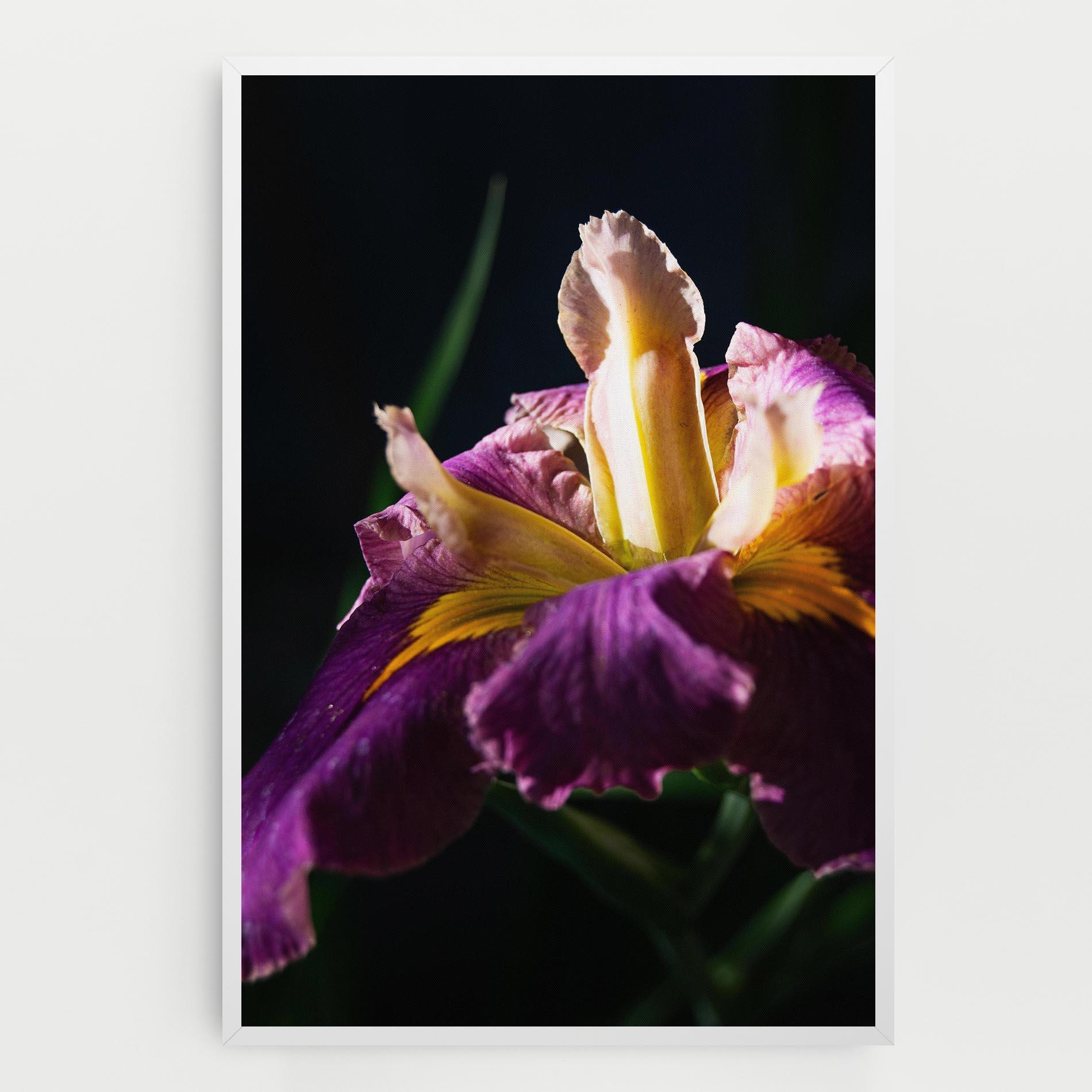 Vászonkép Pastel Yellow Iris mockup 0