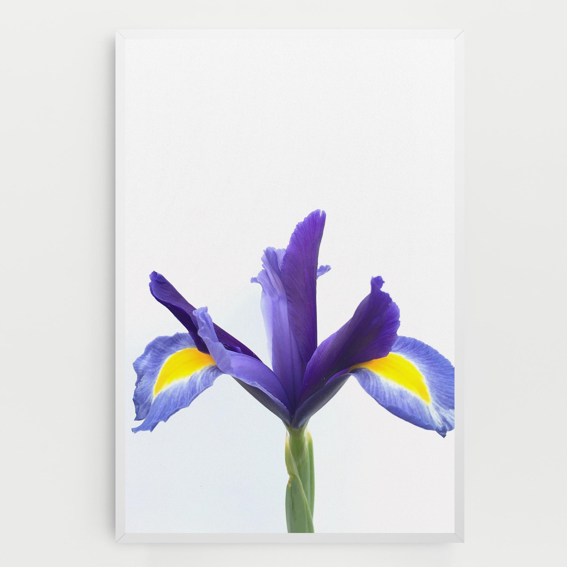 Vászonkép Yellow Color Iris mockup 0