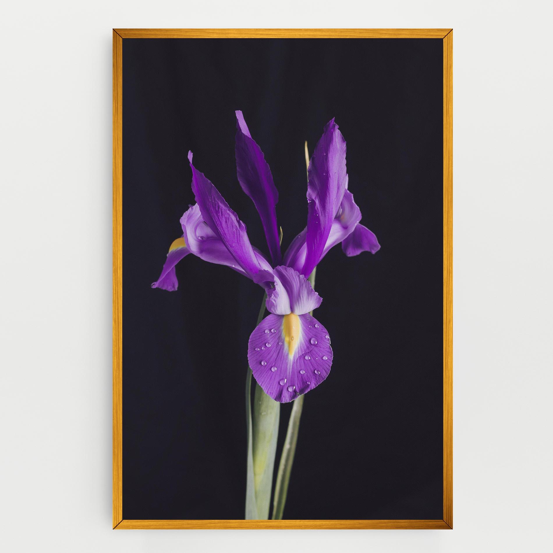 Vászonkép Fresh Purple Iris mockup 0